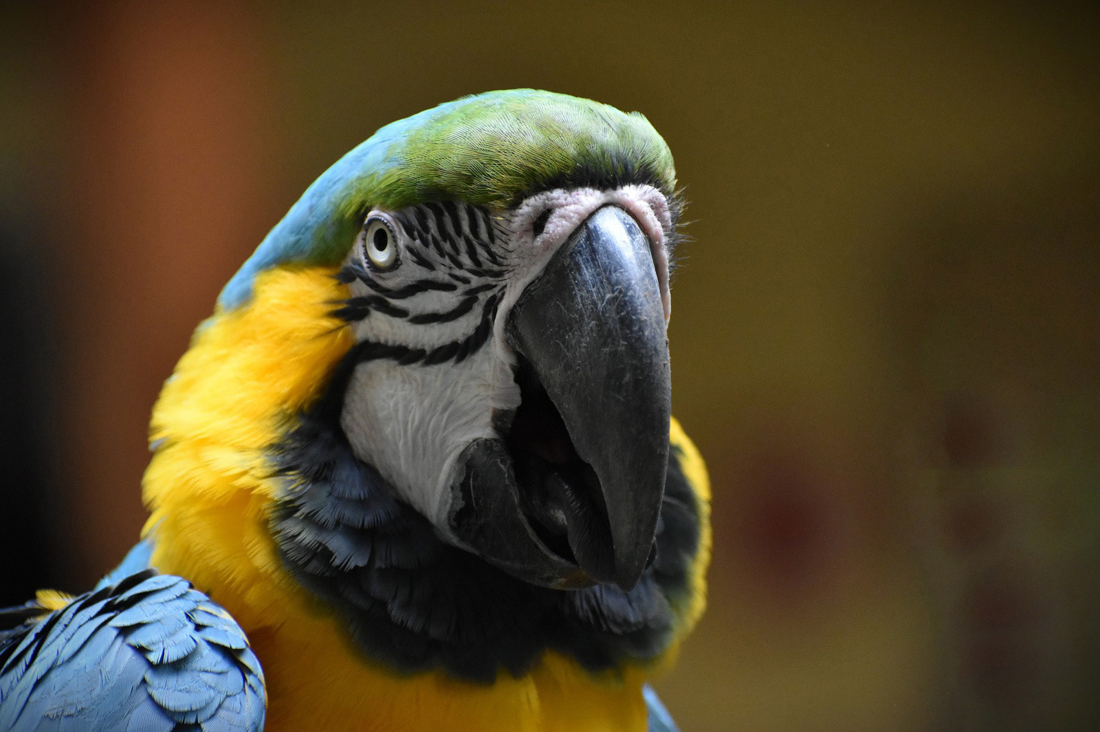 The Parrot Look by Martin Melesi