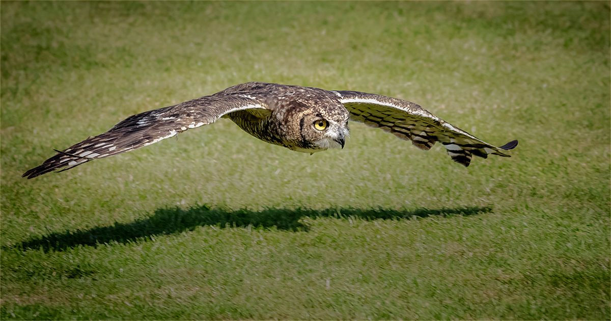 Fast and Low by Bob Ede