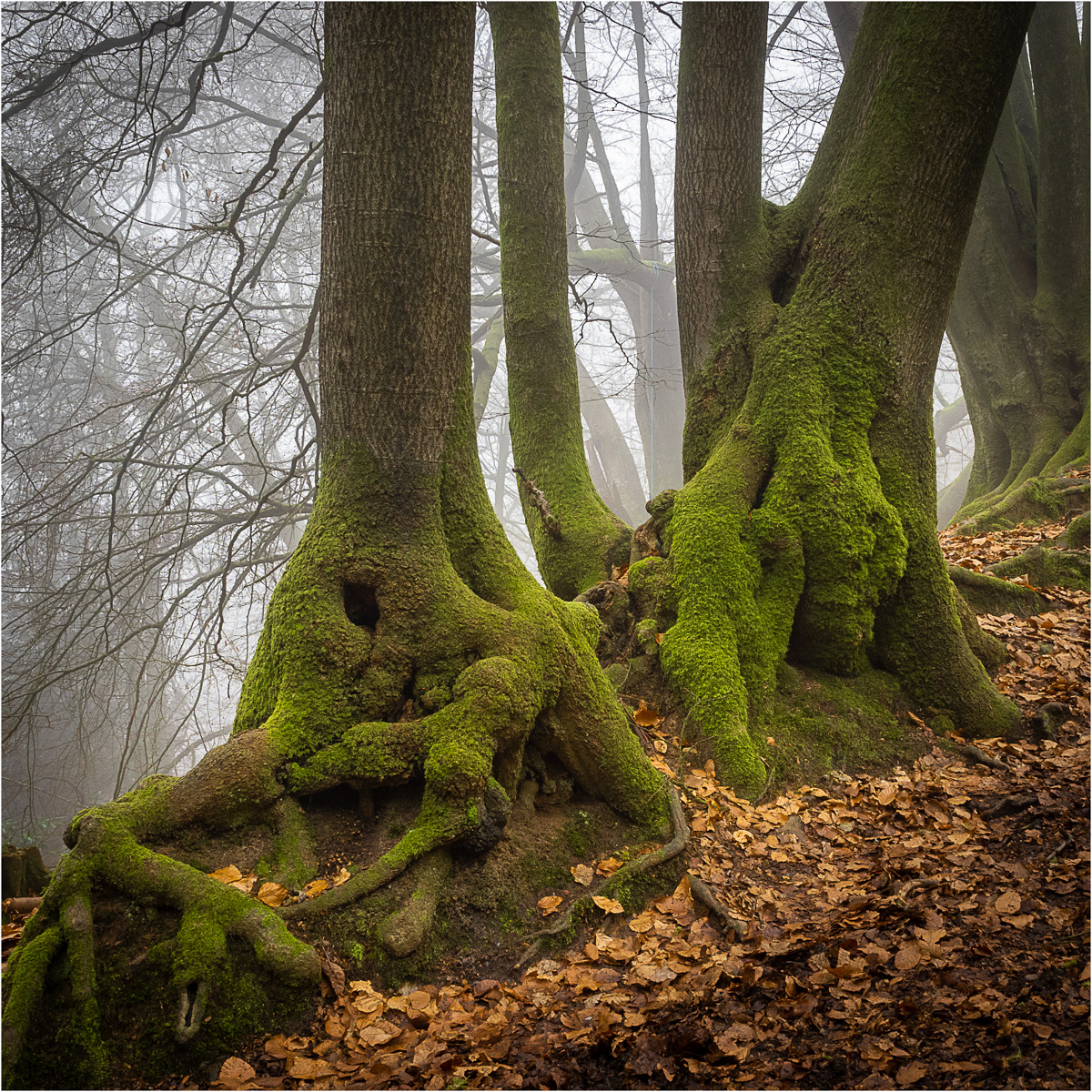 Roots by Richard Knapp LRPS