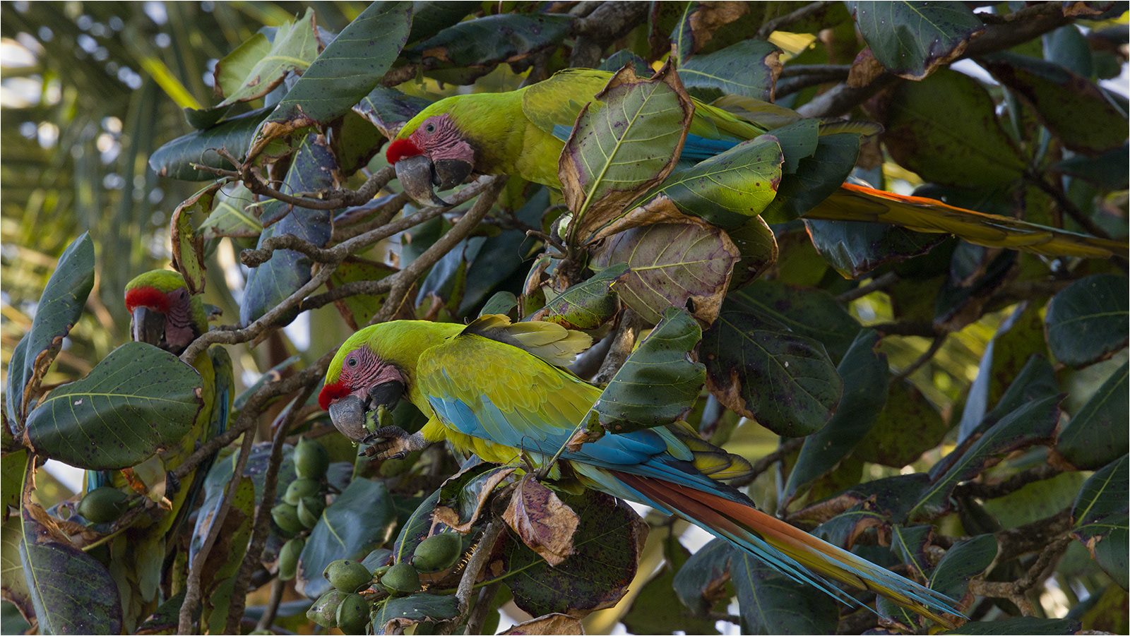Green Macaws Enjoying Wild Almond Fruits by John Bartlett