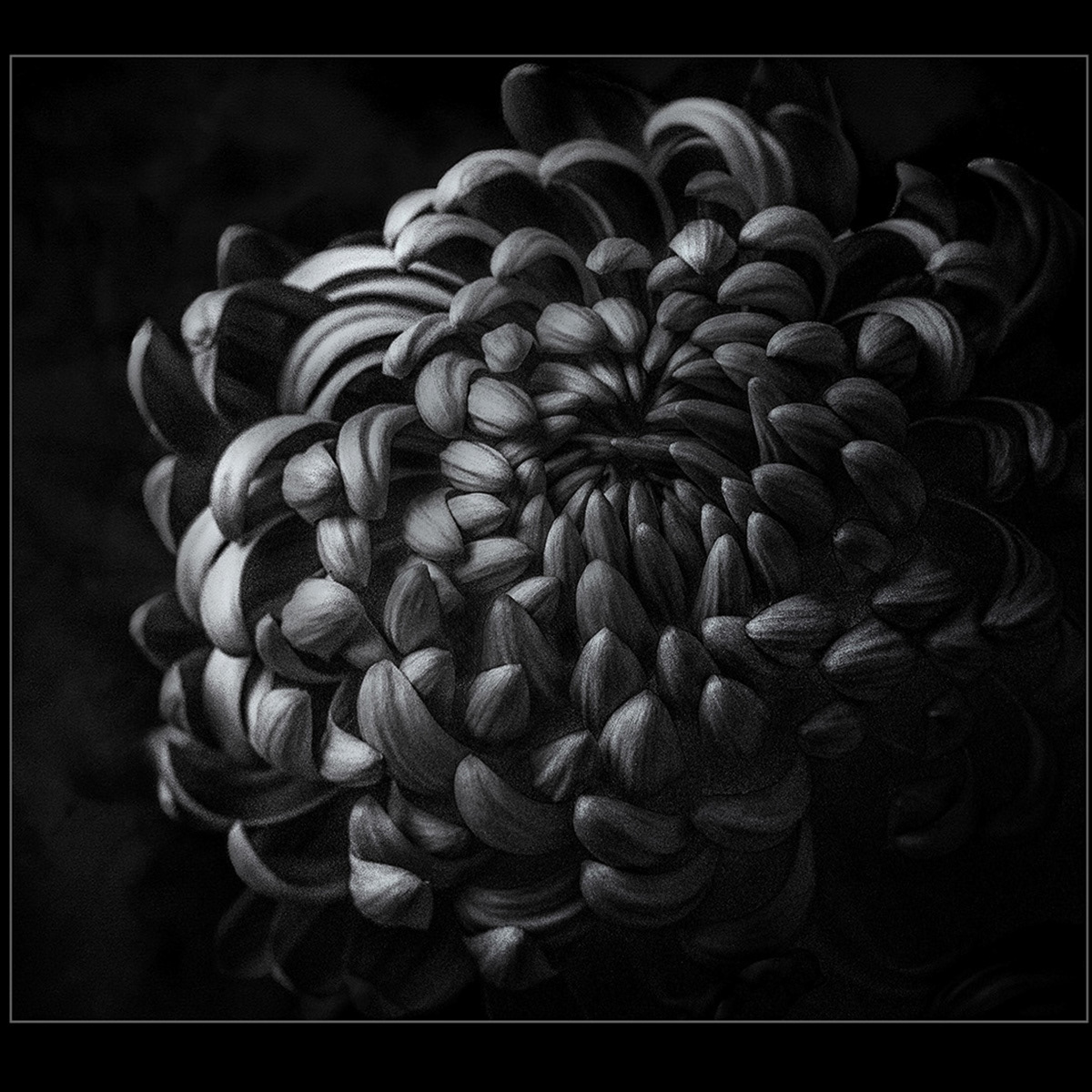 HELD BACK Chrysanthemum by Genetta Aprilante