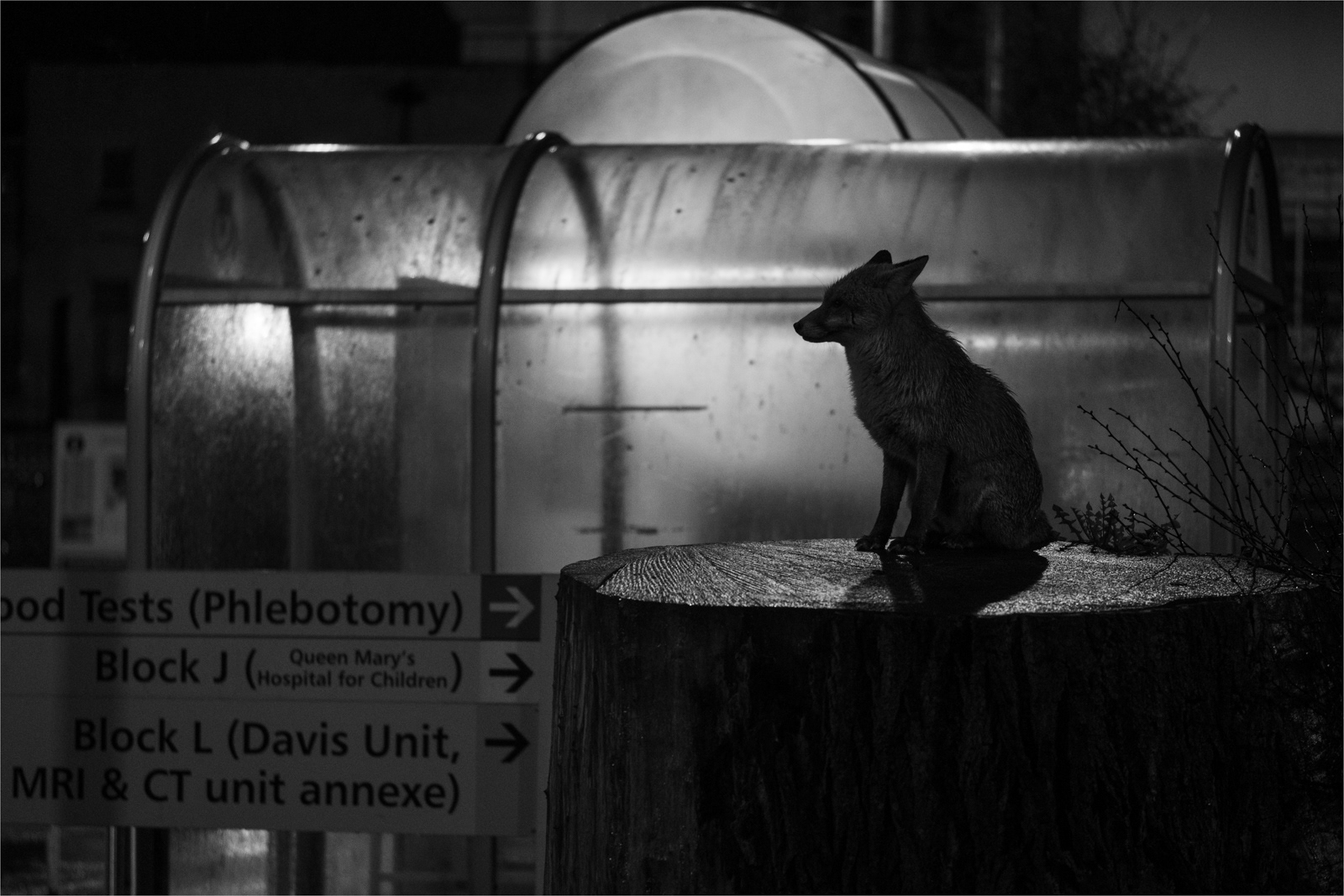 The Hospital Fox by Daniel Langer