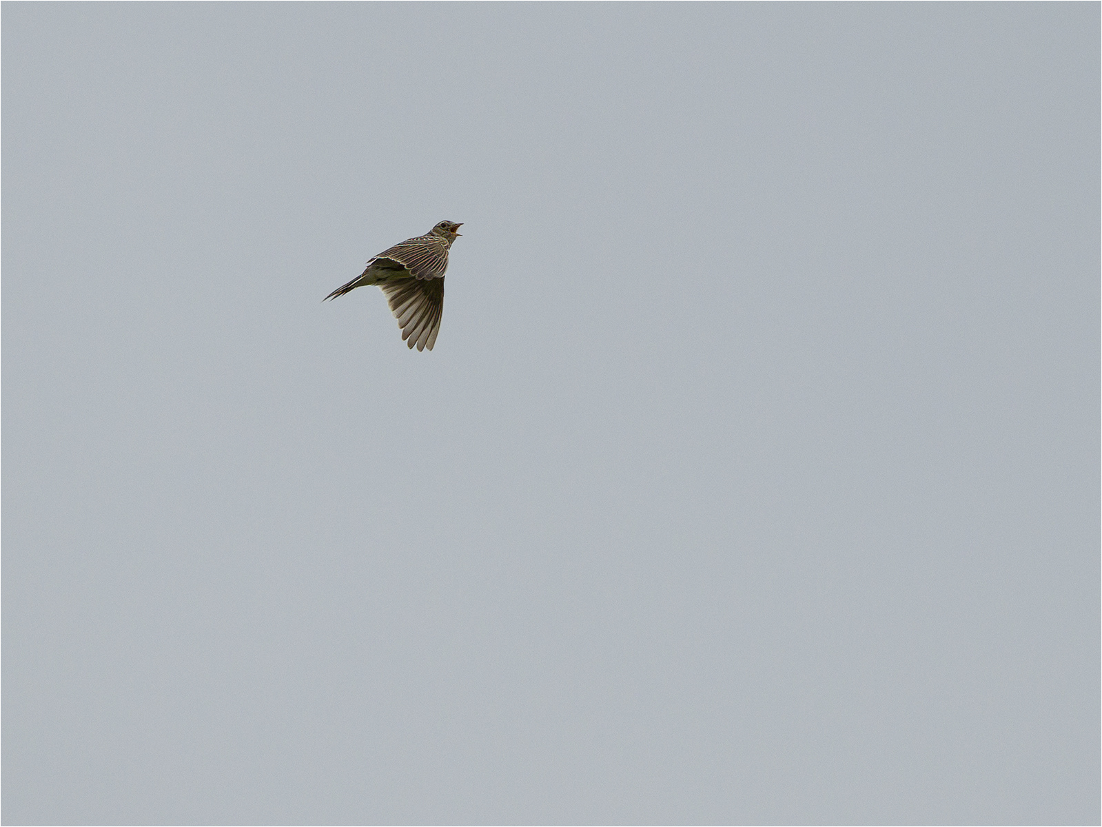 Skylark Ascending by John Bartlett PhD