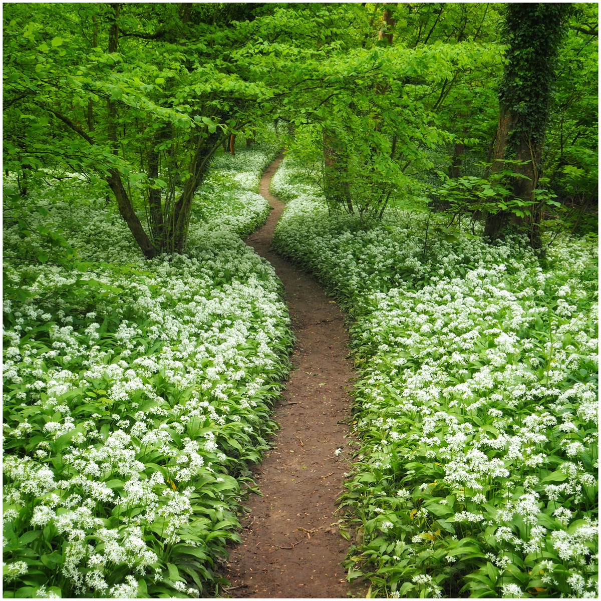 Wild Garlic Wood by Andrew Webster ARPS_