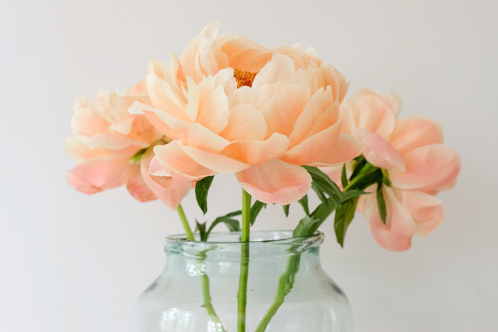 HELD BACK  Daniel Langer  Pretty Peach Peonies