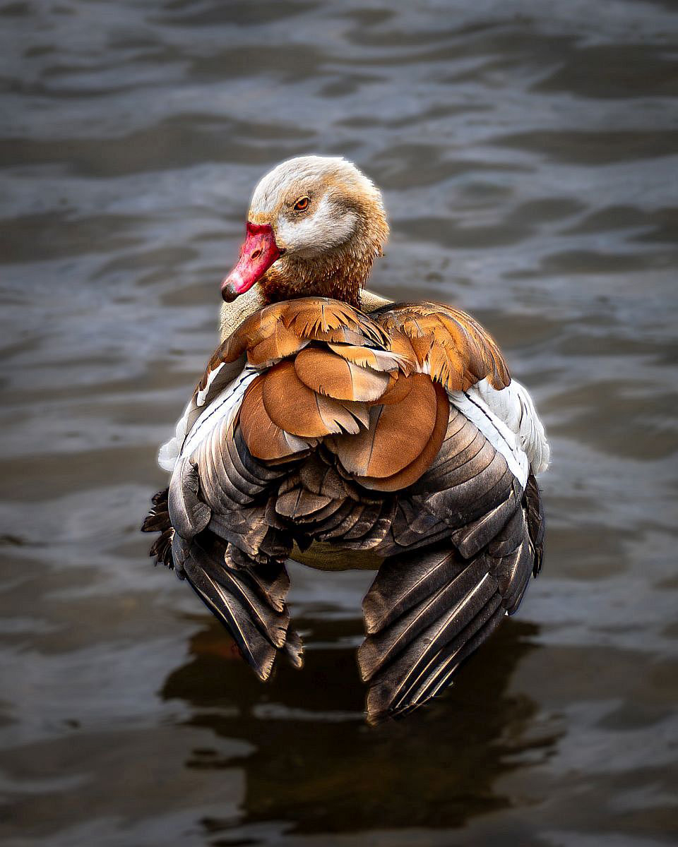 Some privacy please! by Bogdan Schiteanu