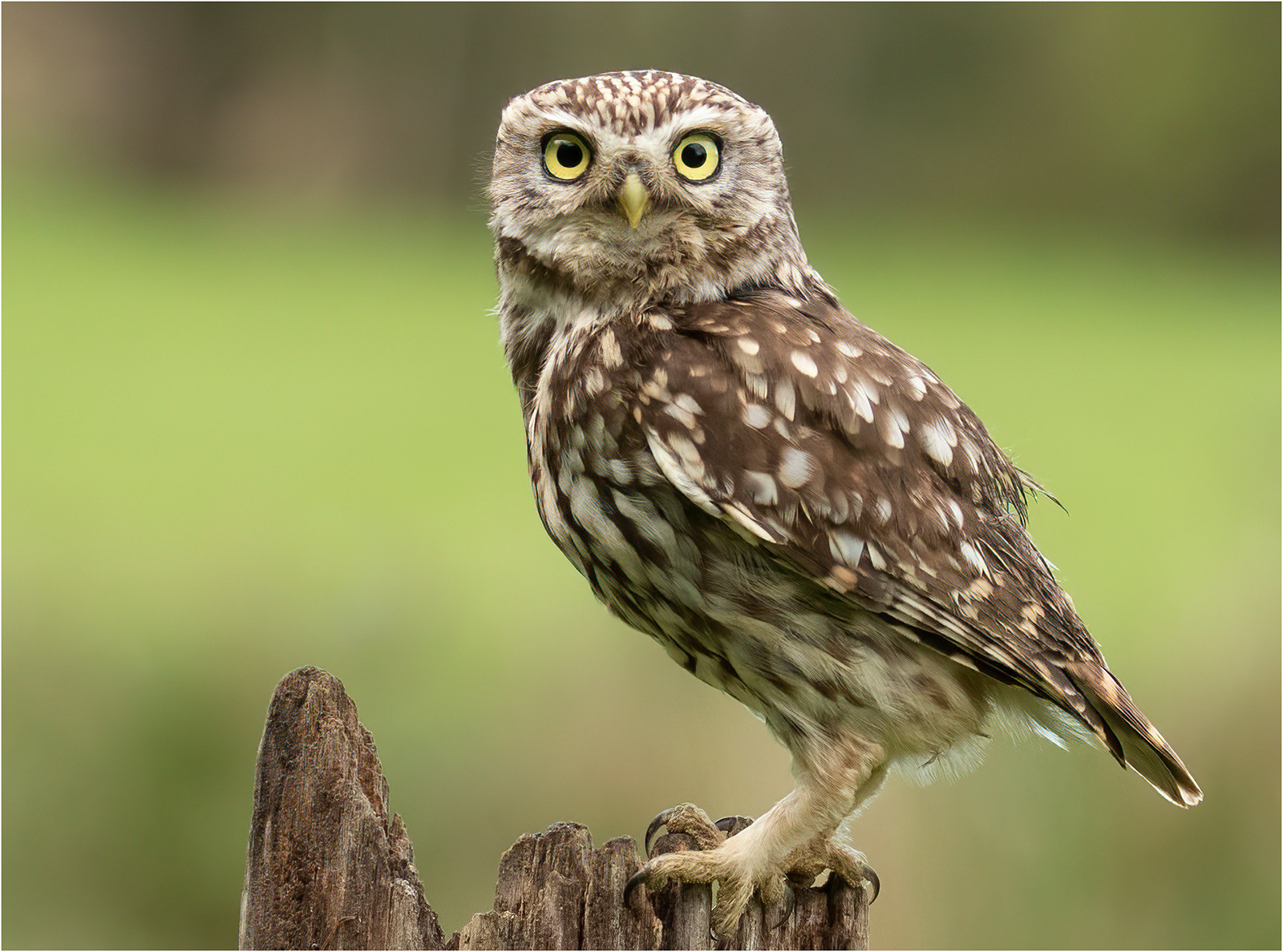 Score 12 Dorking 07 John Bartlett Little Owl