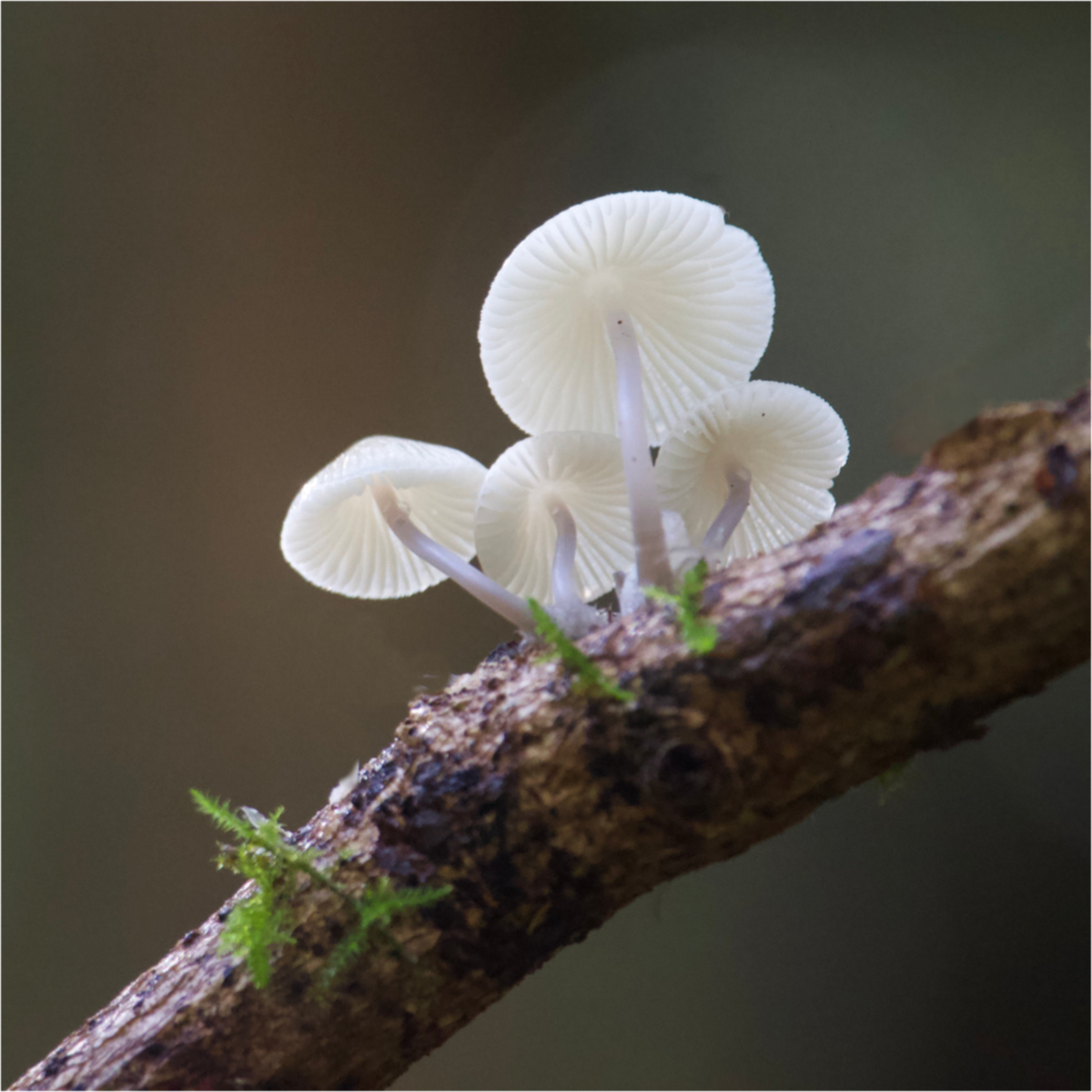 Fungi by Alan Loryman
