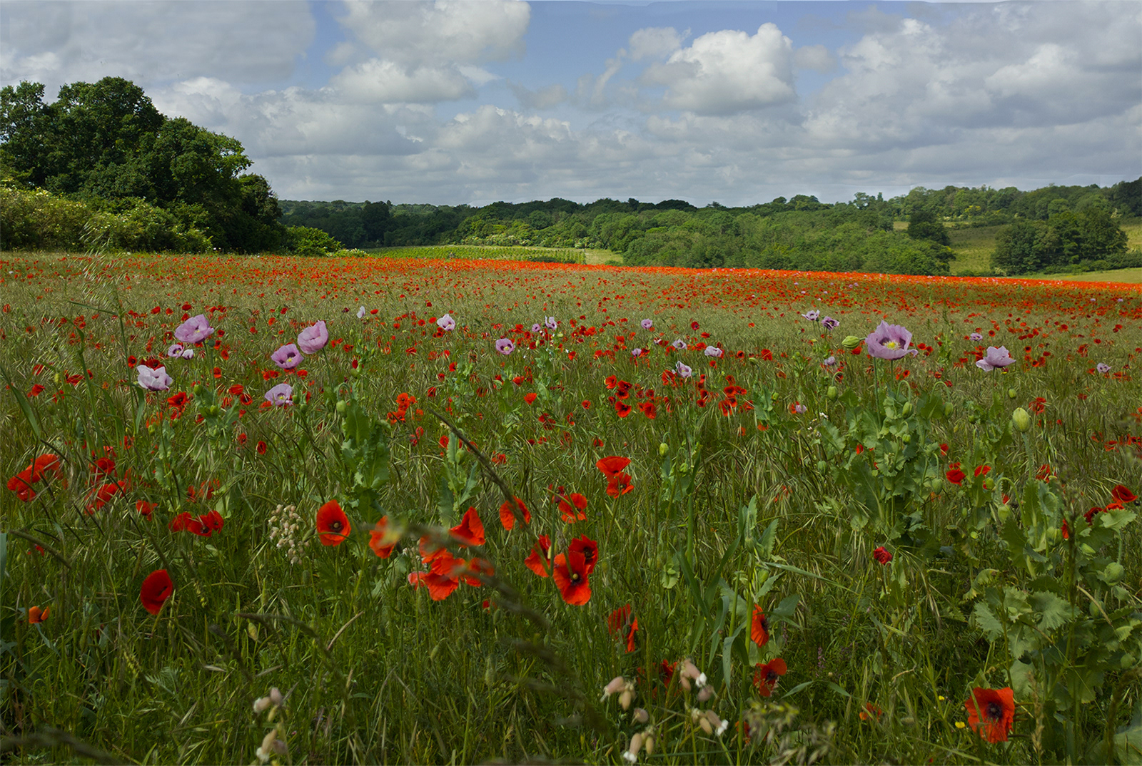 Poppies at Langley Vale by Catherine Allum