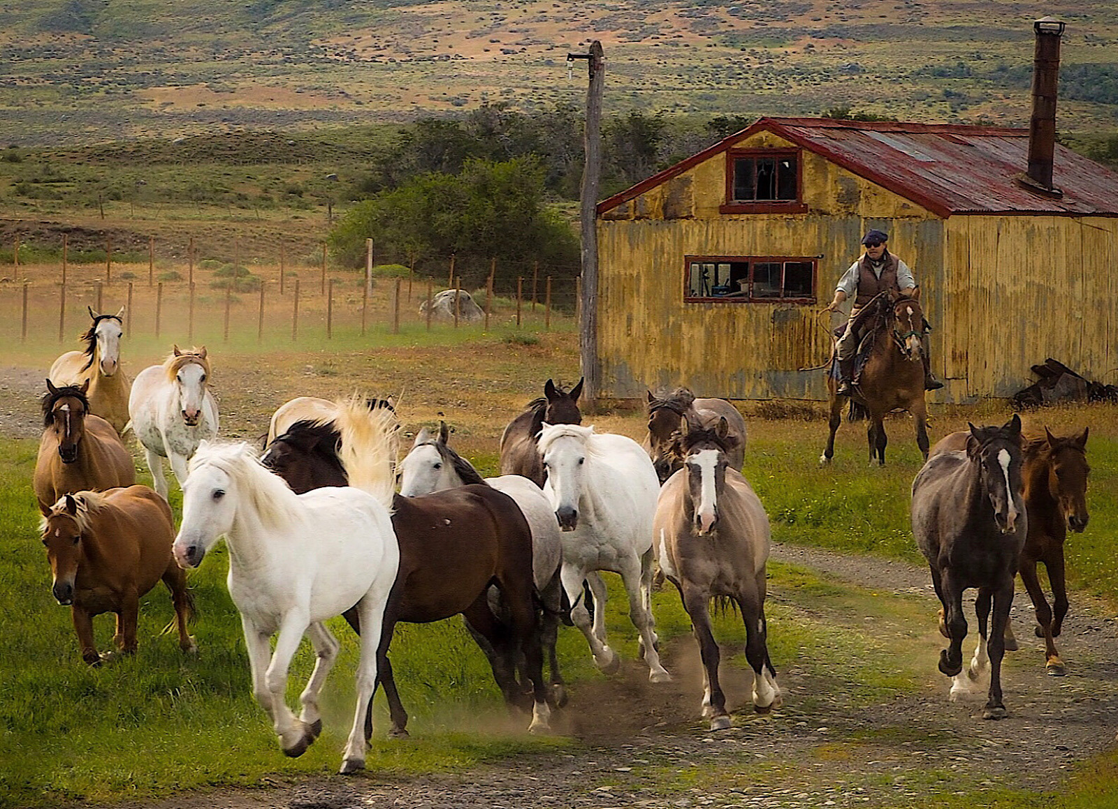 SCORE 9.5 Running with the herd by Jill Mortimer