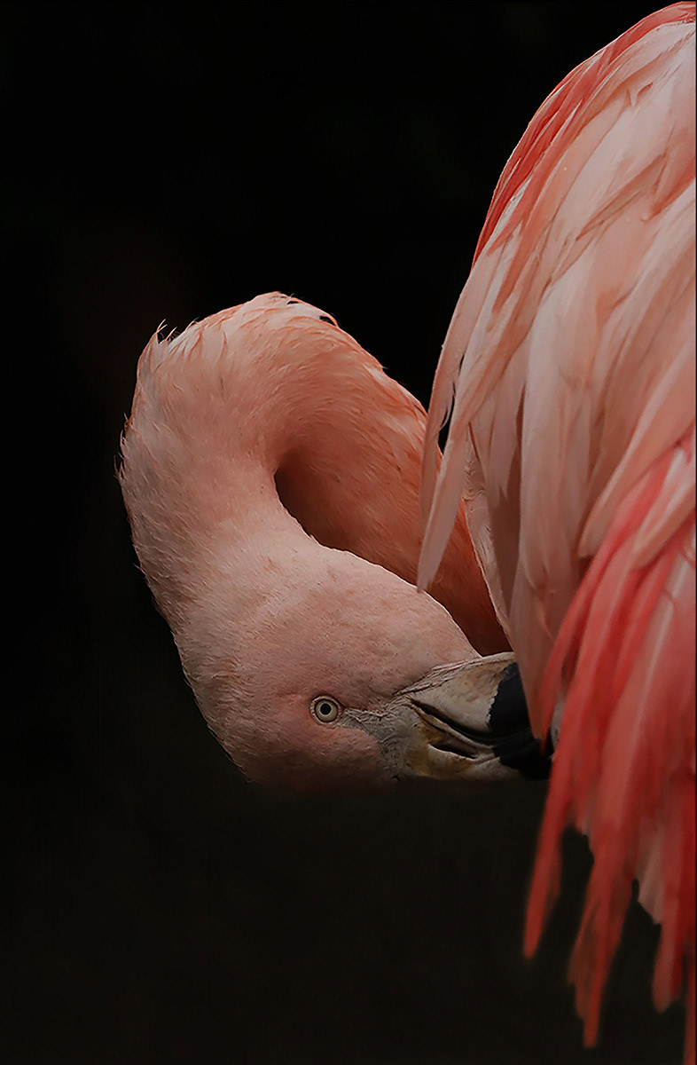 Preening in Pink by Helen Bannan