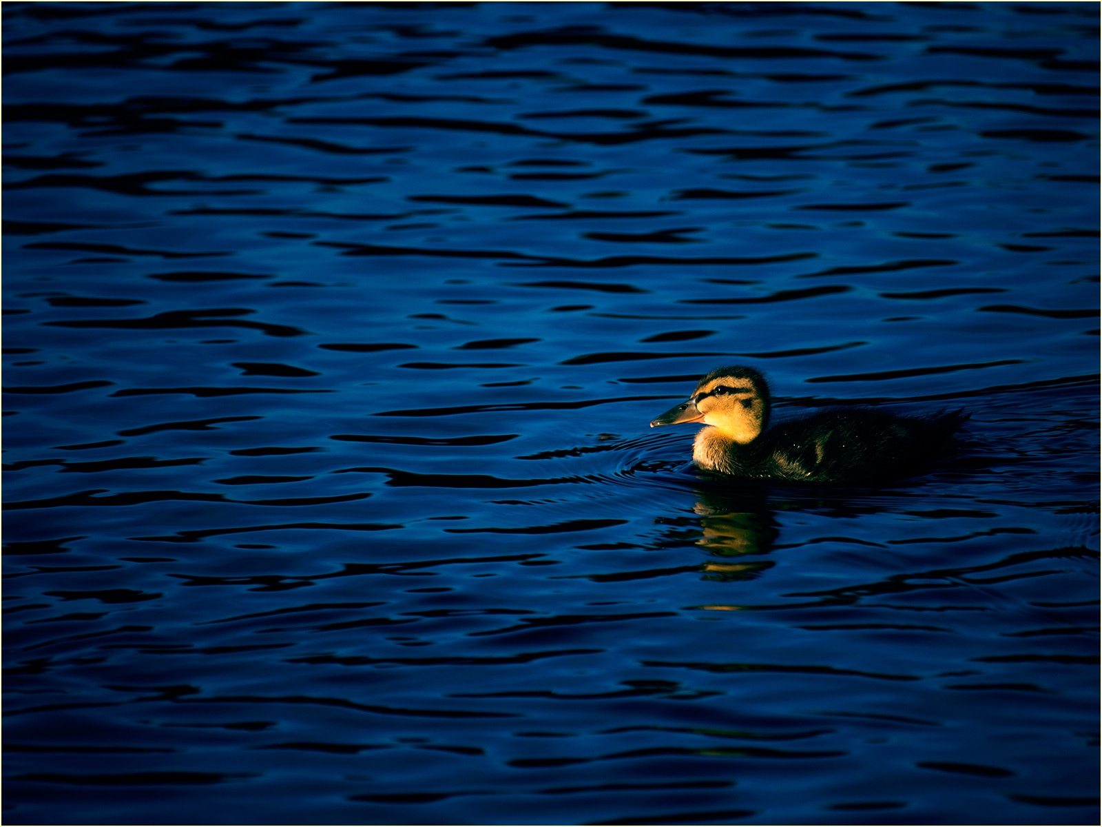 Evening Dip by Catherine Allum