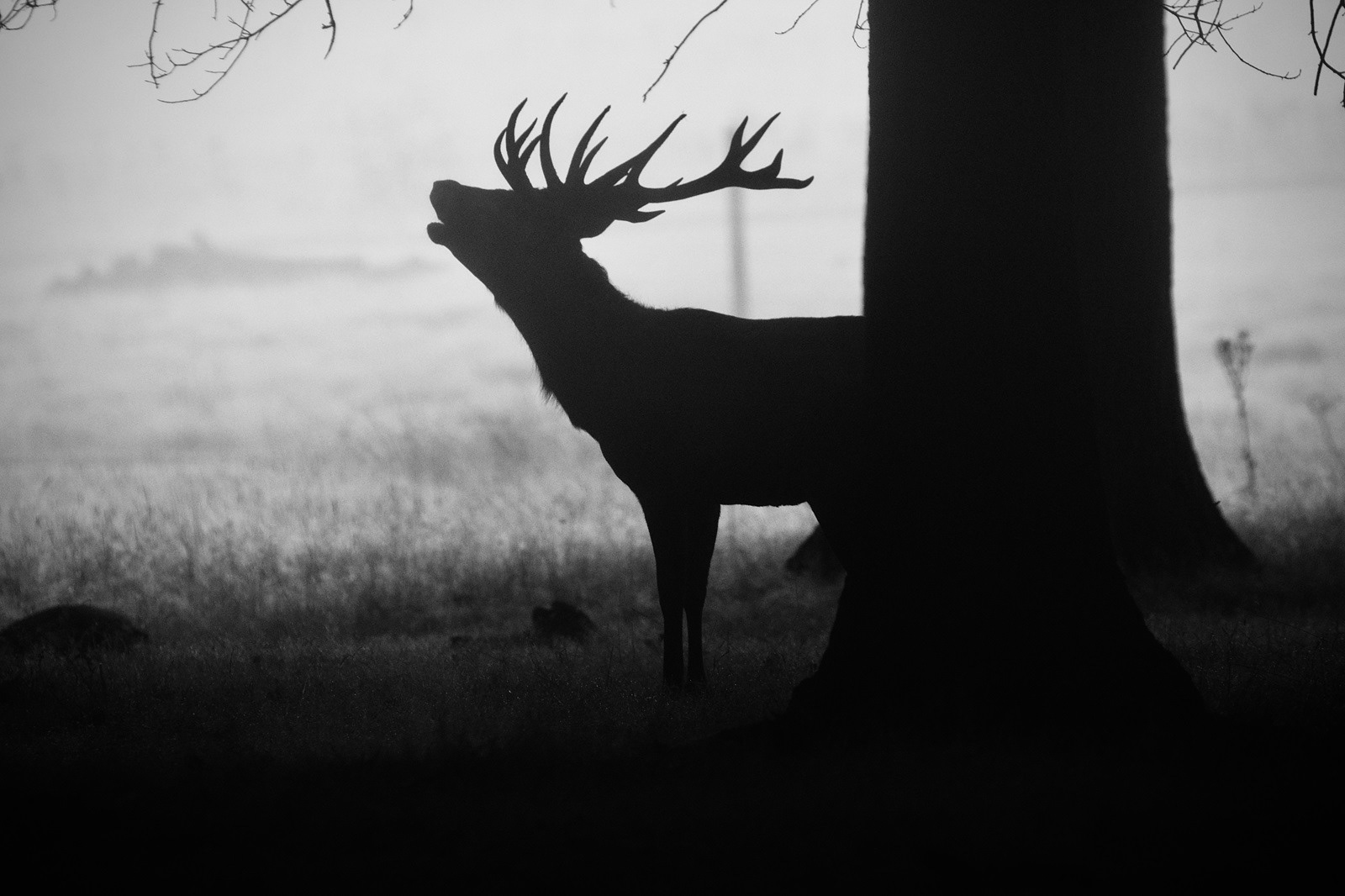 Early Bellow by Katie Holland