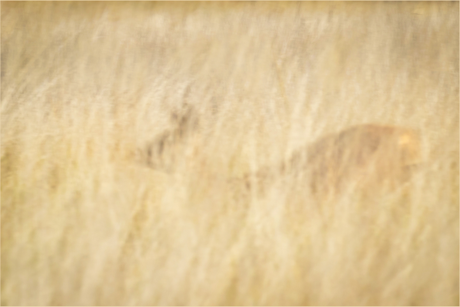 HIGHLY COMMENDED: Red Deer Doe in Long Grass by Bob Ede