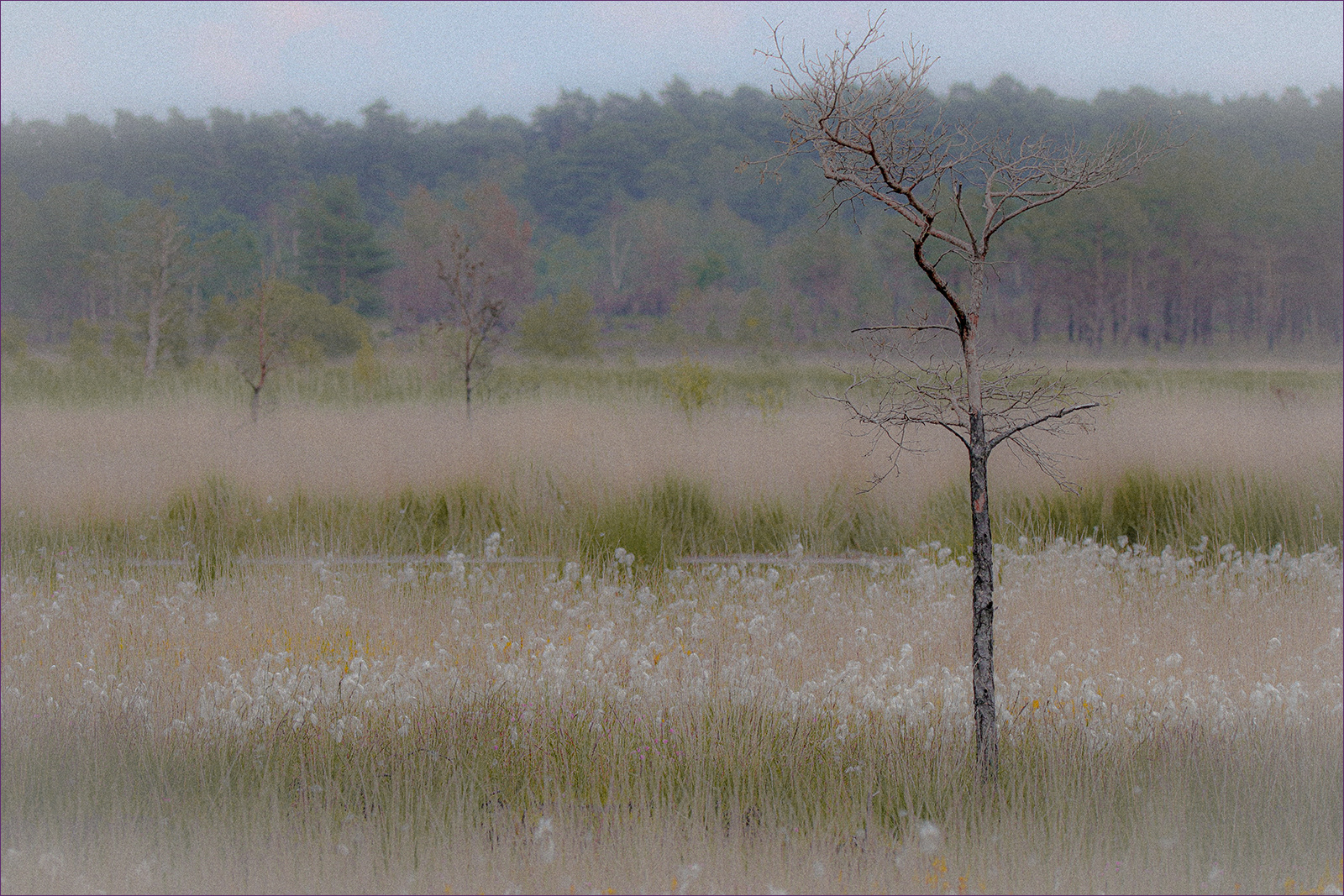 Highly Commended Remnant Of The Thursley Common Blaze by Lorraine Rowbottom