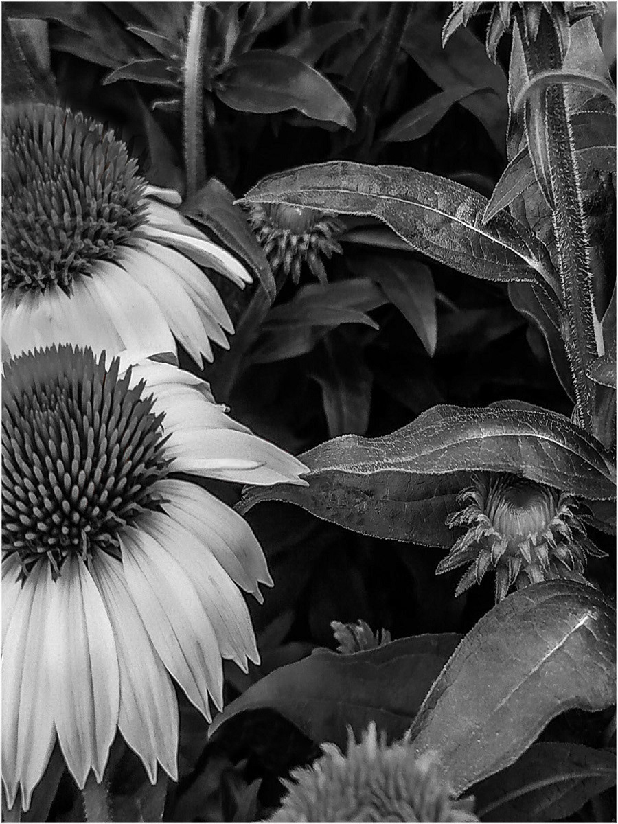 Echinacea by Genetta Aprilante
