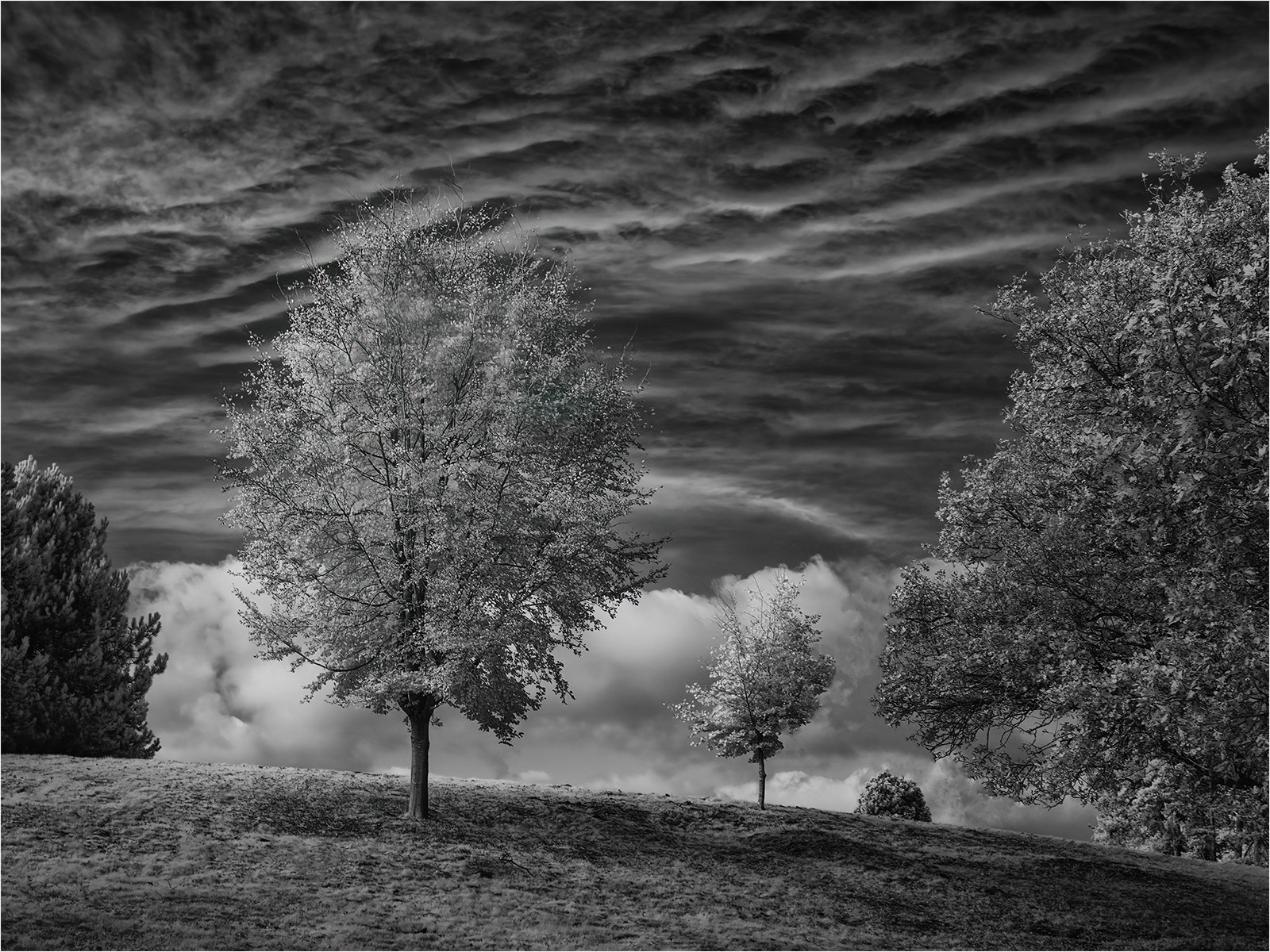 SCORE 9.5 Trees by Richard Milton-Worssell