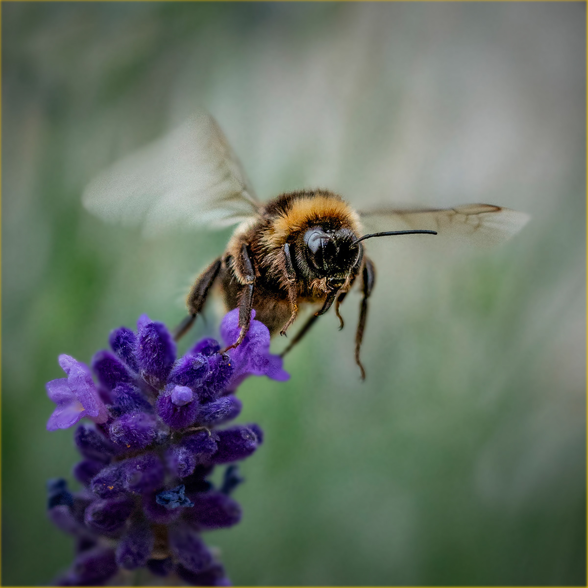 SCORE 9.5 Bee Departs Lavender by Bob Ede