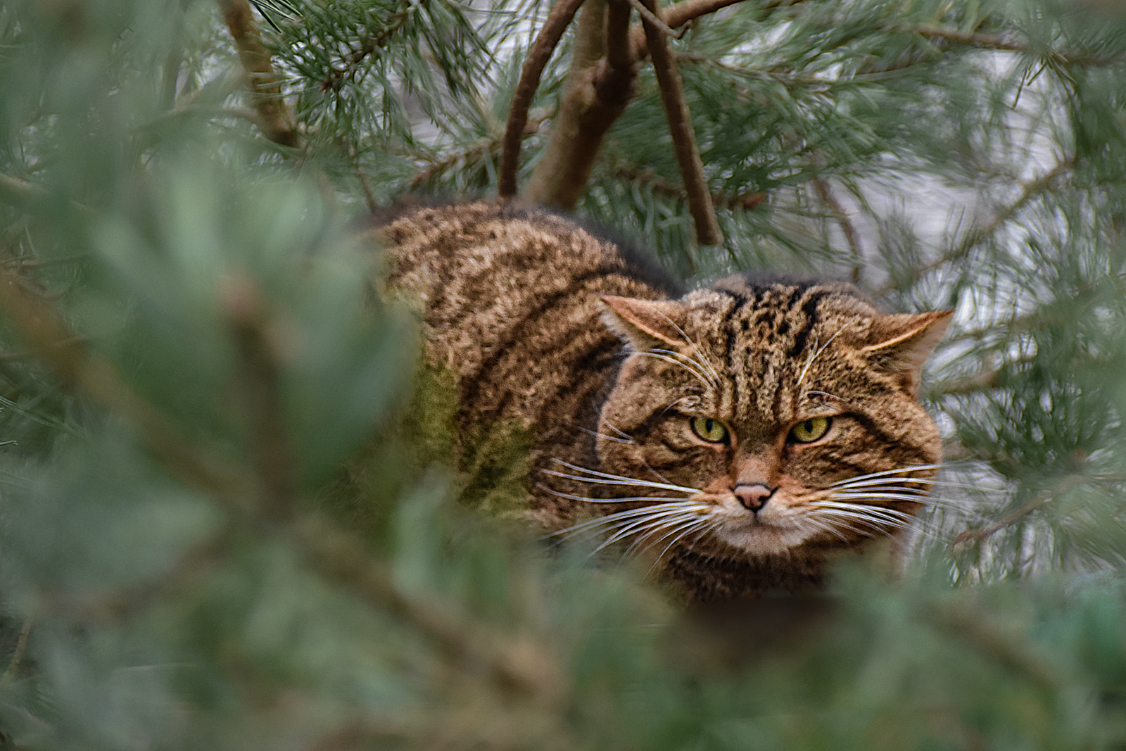 Scottish Wildcat by Fiona Humphrey