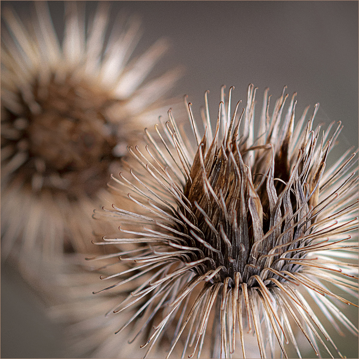 SCORE 8.0 Burr Seeds by Bob Ede