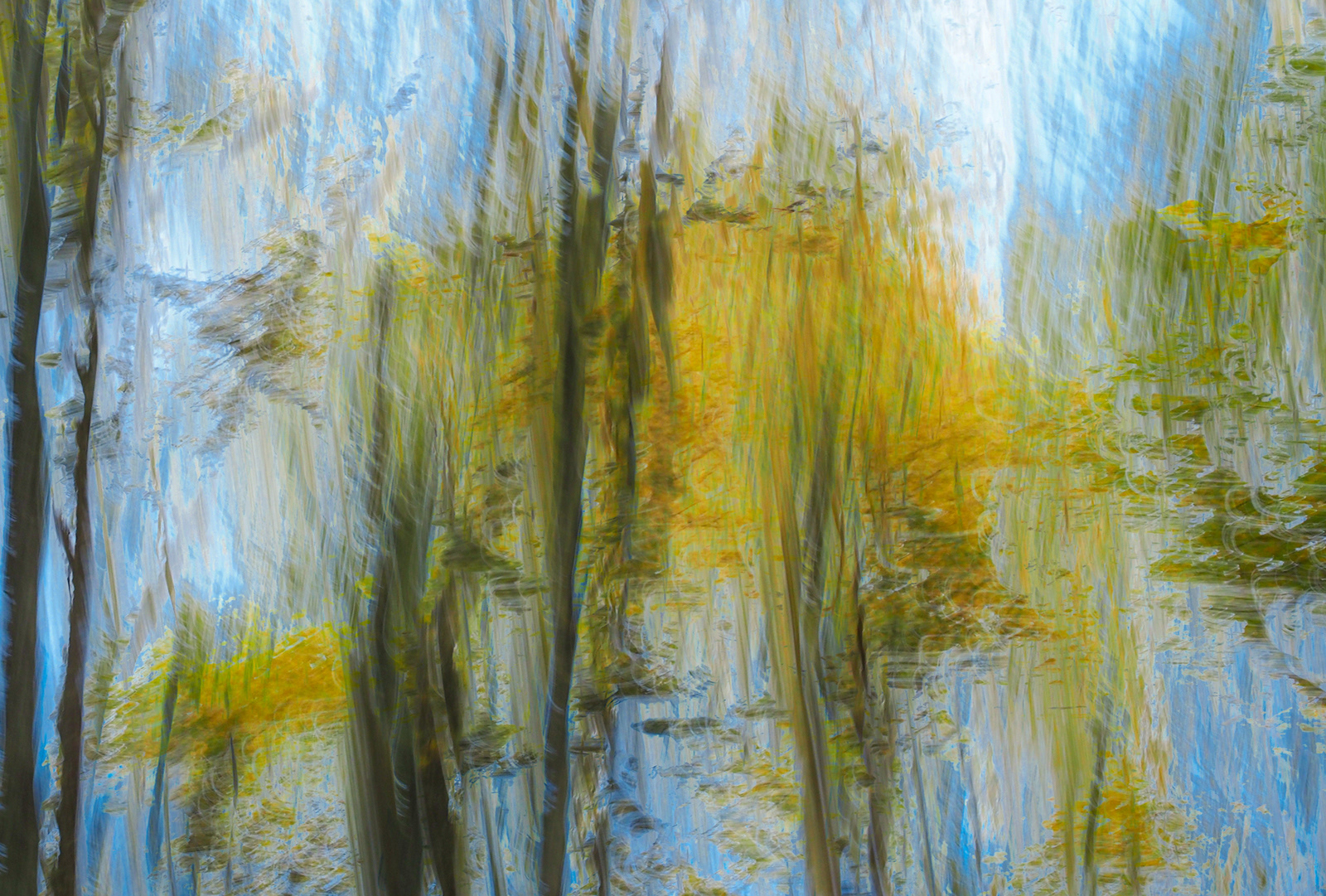 Blurred Birches by Andrew Webster ARPS