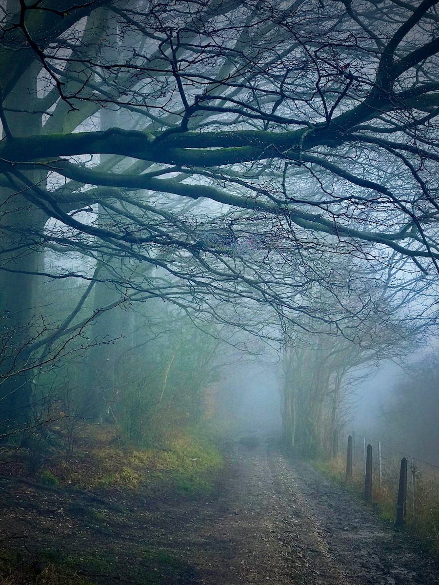 SCORE 9 Woodland Mist by Maribel