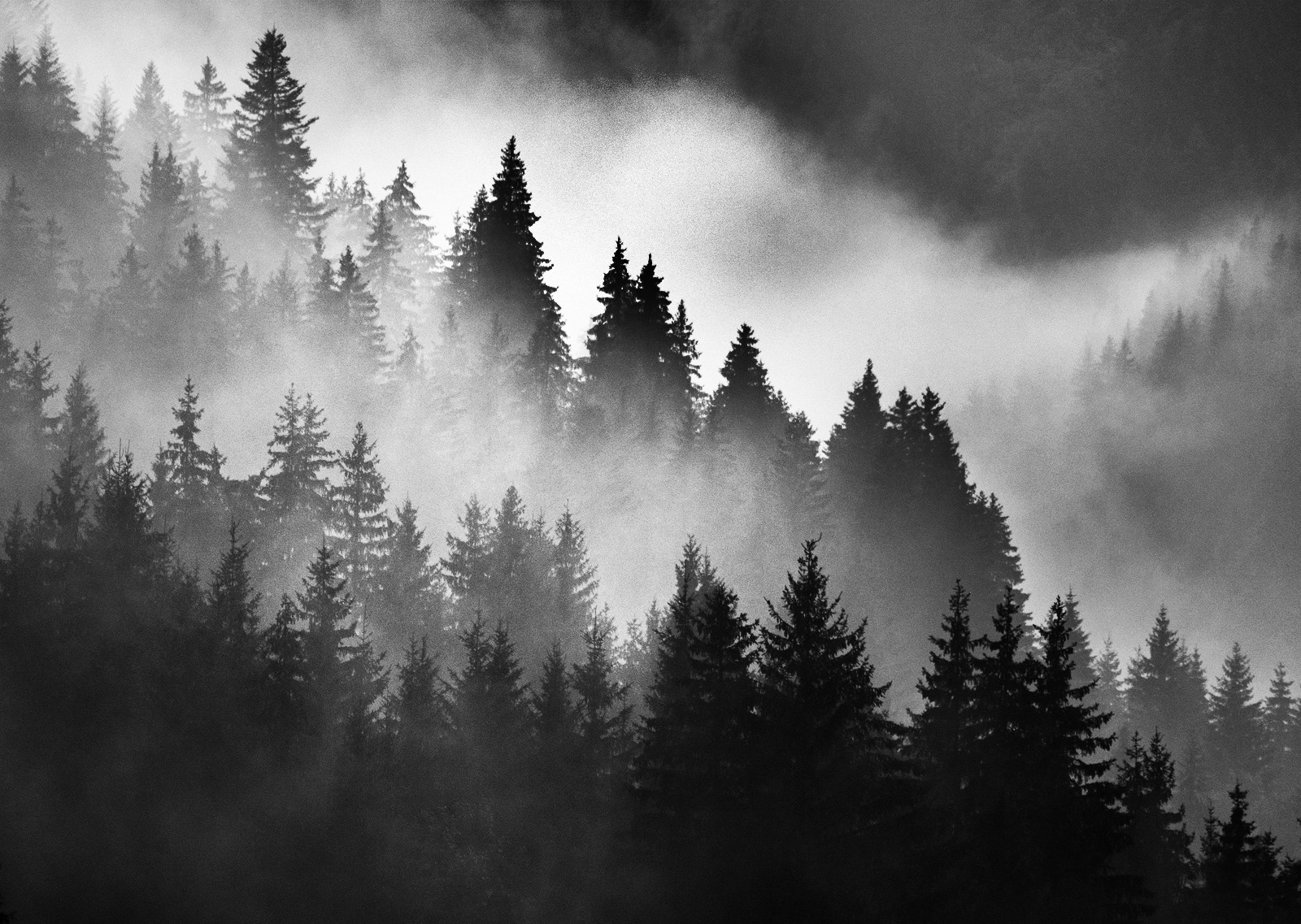 SCORE 9.5: Alpine Cloud Forest by Andrew Webster ARPS