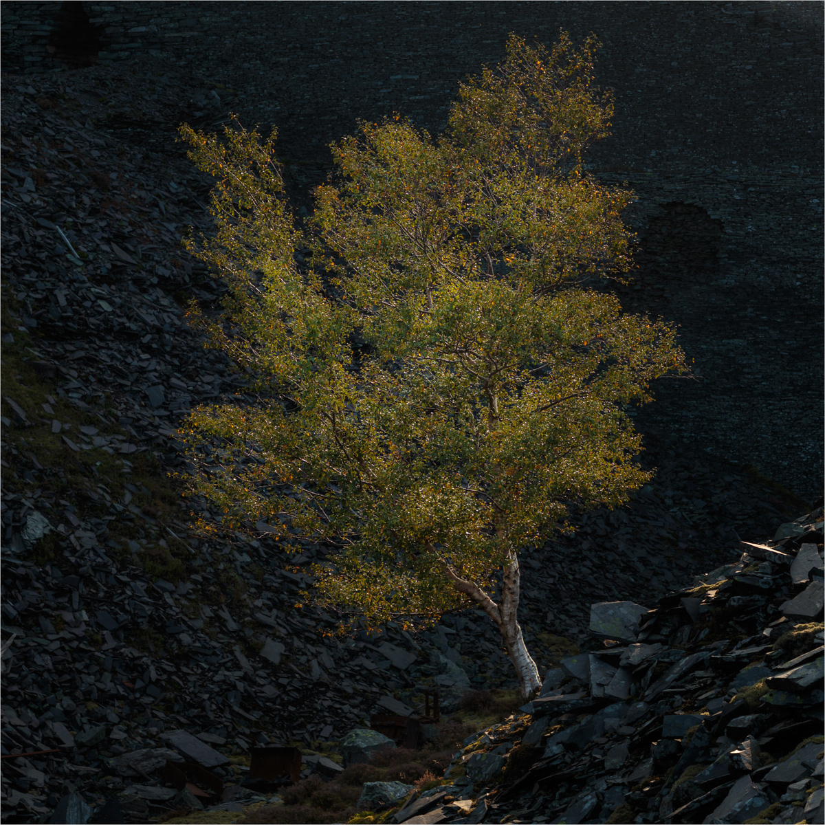 SCORE 9 Vibrant Birch by Mike Nott