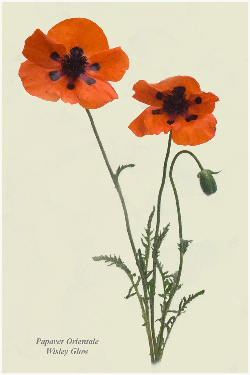 SCORE 9 Papaver Orientale Wisley Glow by Edward Bennett