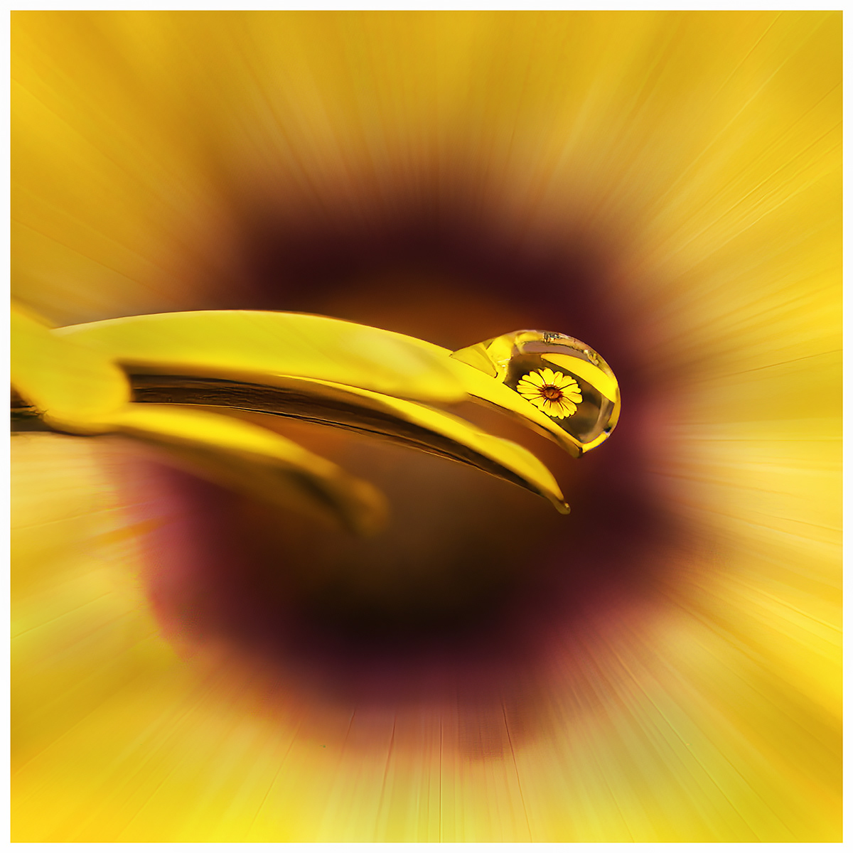 Daisy drop by David Hindley
