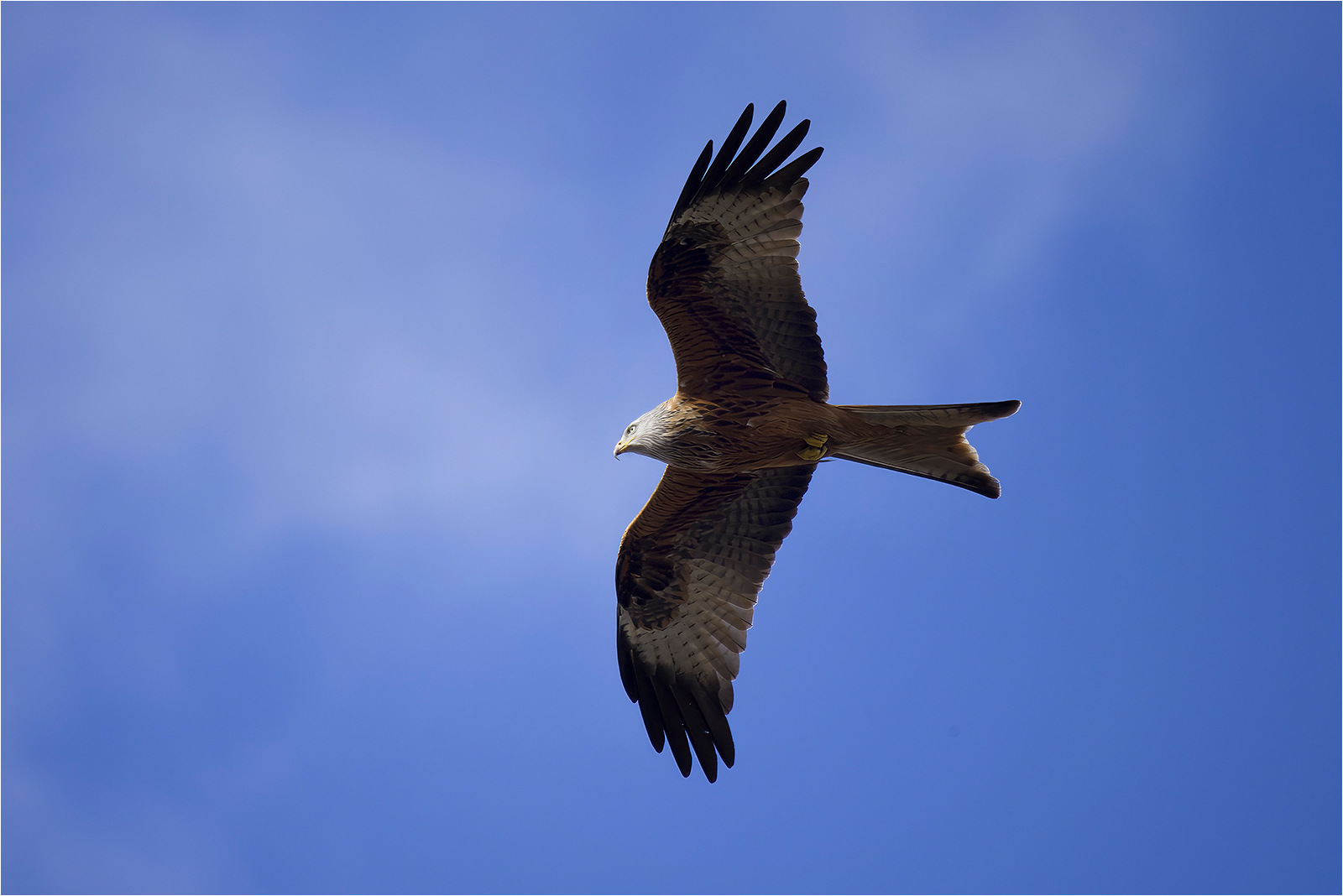 Red Kite by John Bartlett