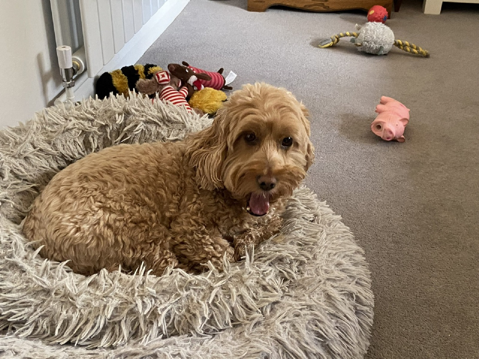 Maggie and toys by Mark Carrick
