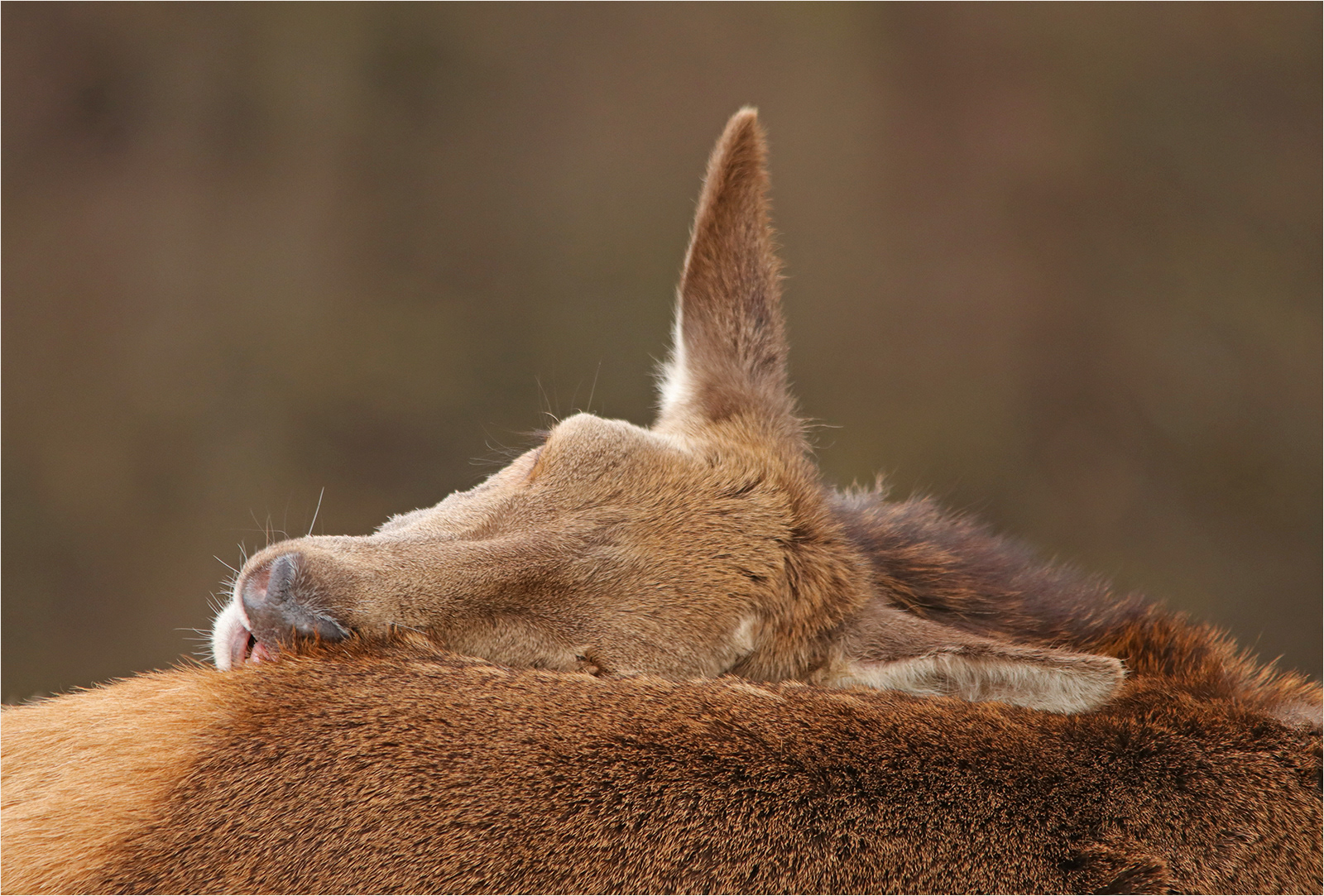 Highly Commended I'm Cleaning my Coat!! by Lorraine Rowbottom