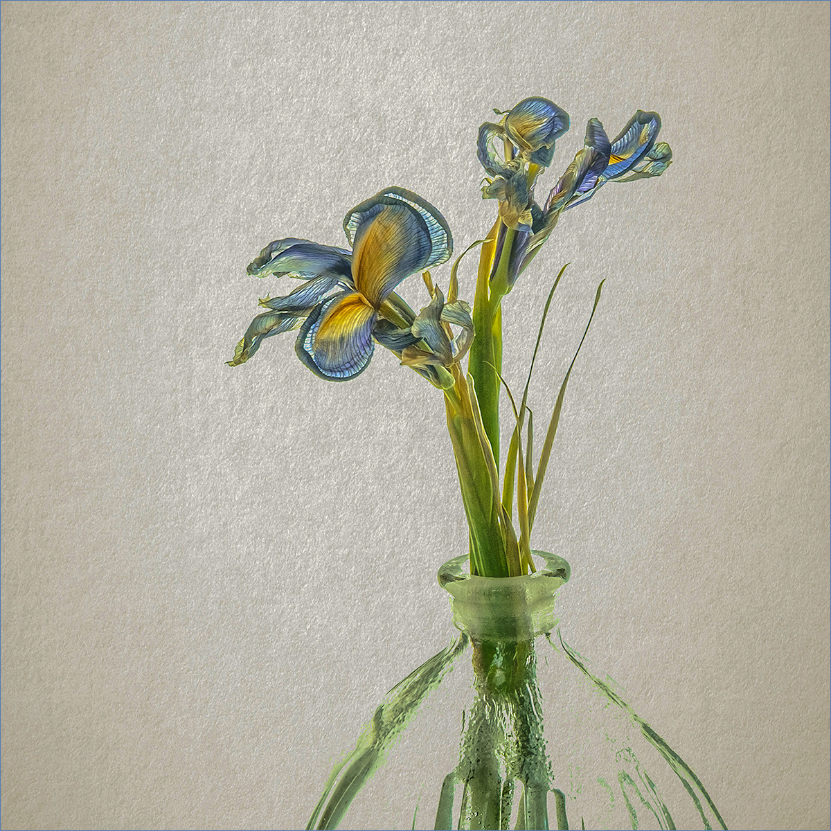 HIGHLY COMMENDED  Iris in Bottle by David Balaam