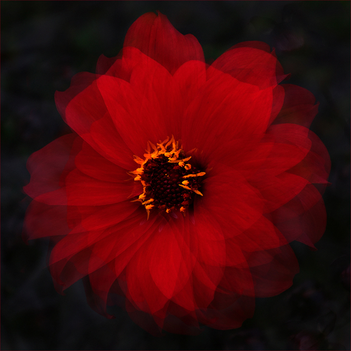 David Balaam Dreamy Dahlia