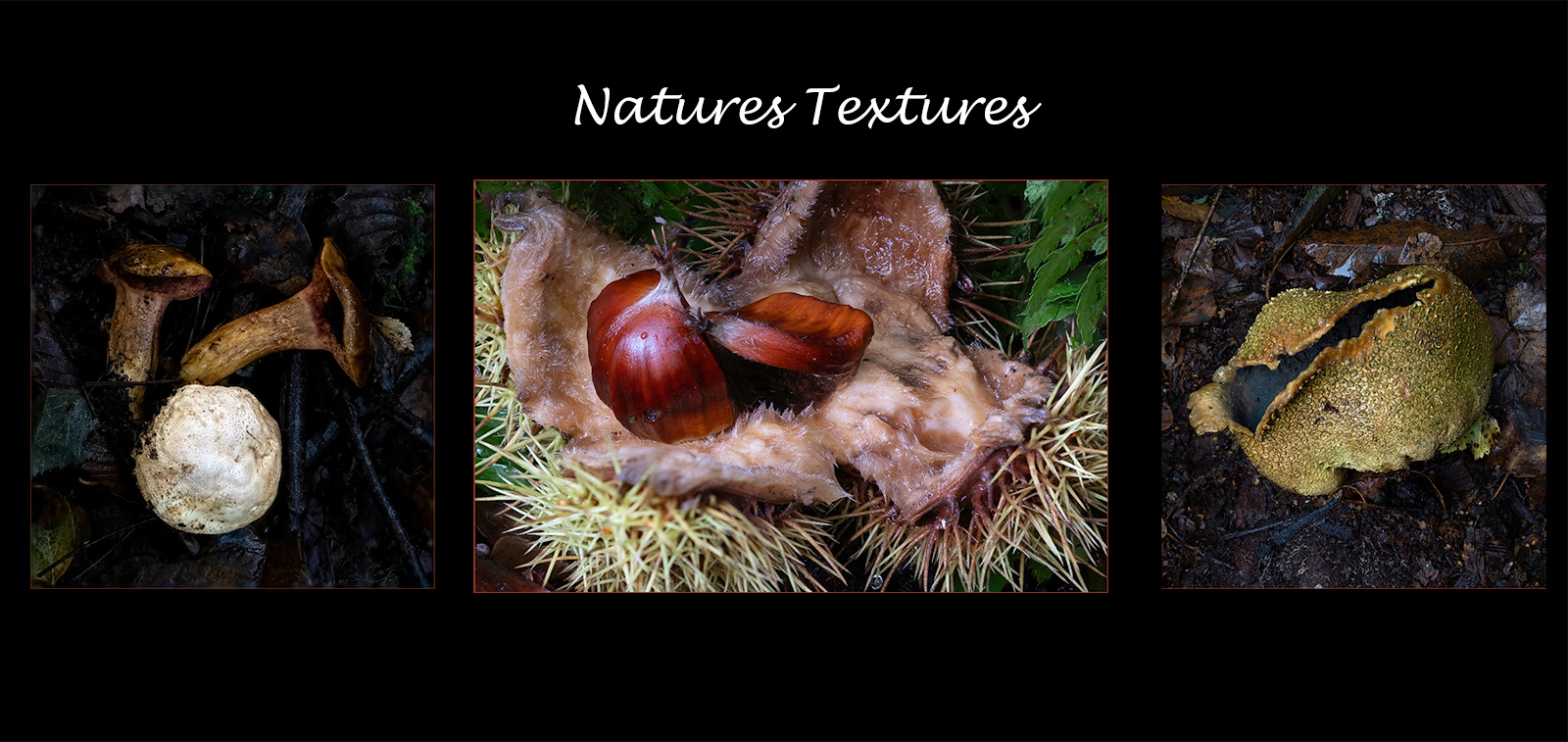 Natures Textures by David Balaam