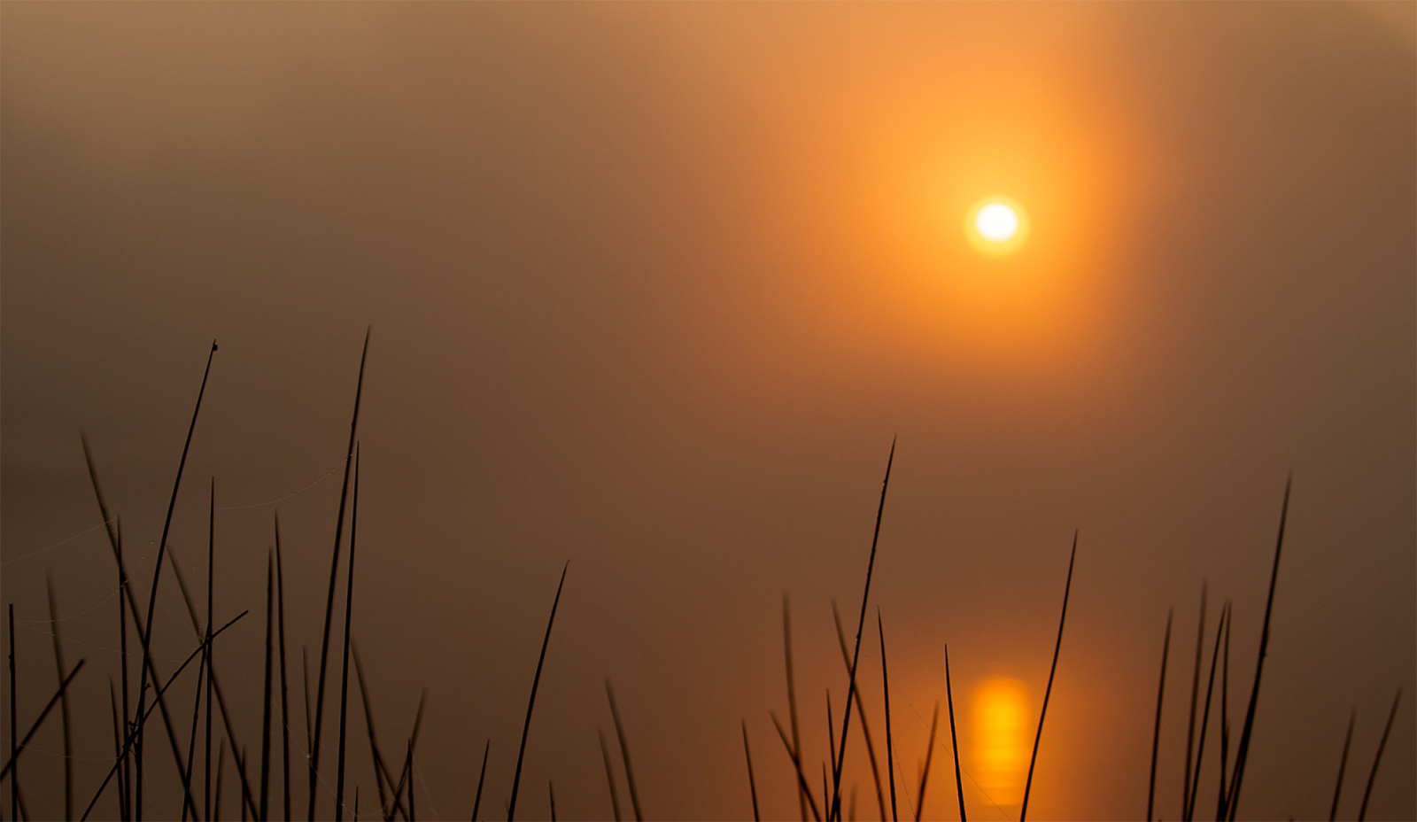 SCORE 8.5 Bushy Park Sunrise by Catherine Allum