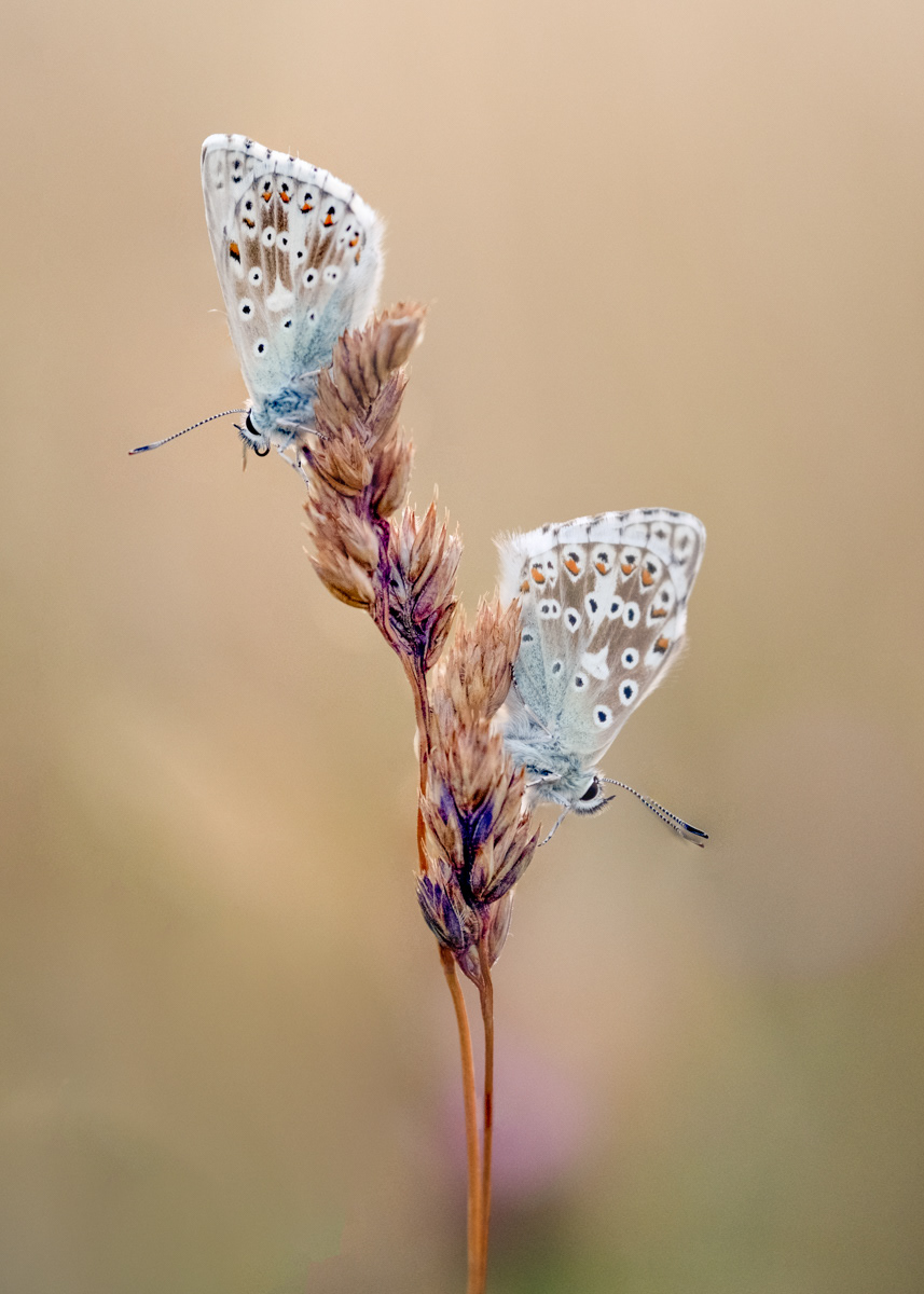 Common Blues, Ranmore by Daniel Langer