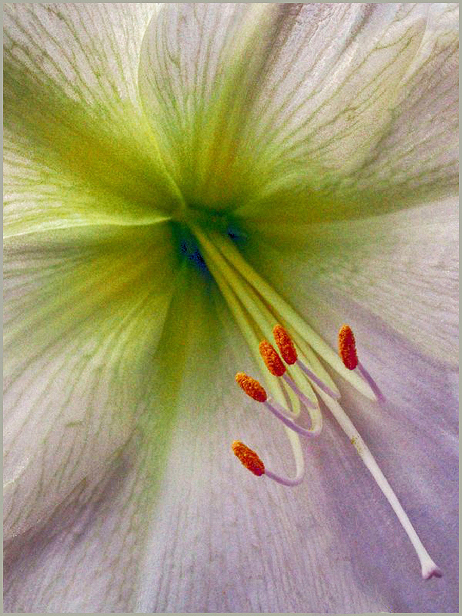 HELD BACK  The Hart of the Lily by Edward Bennett