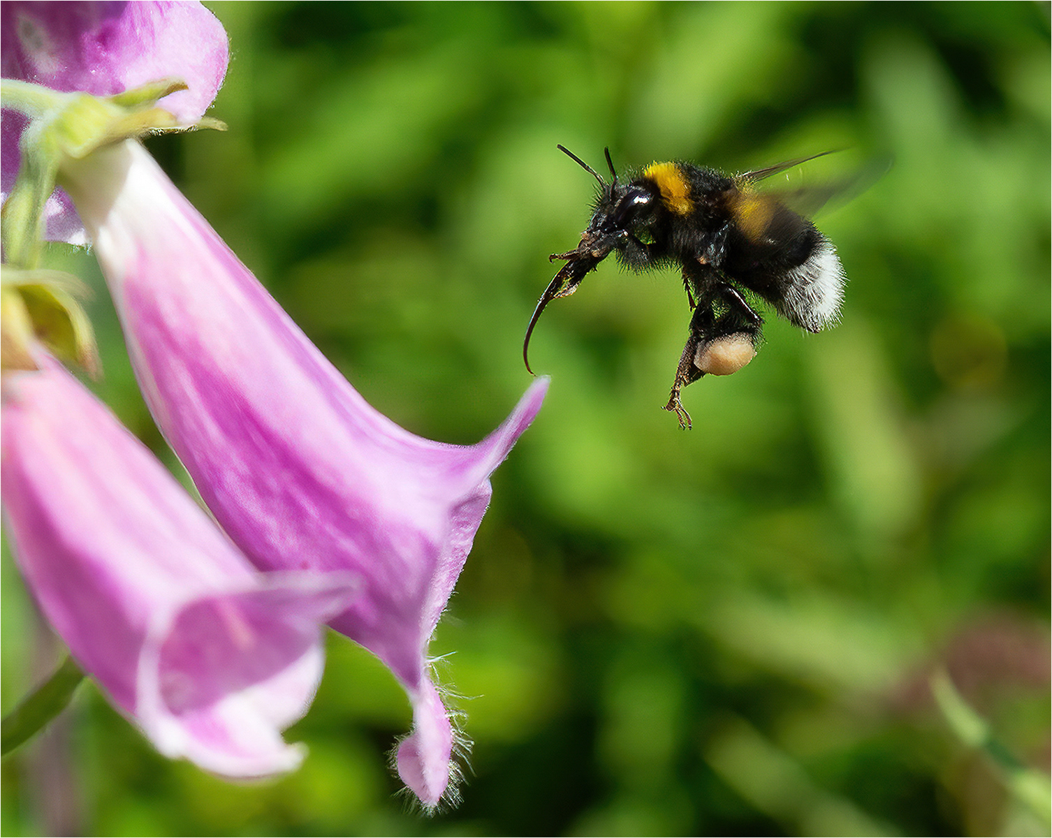 SCORE: 9.5 Bee and Foxglove by Genetta Aprilante