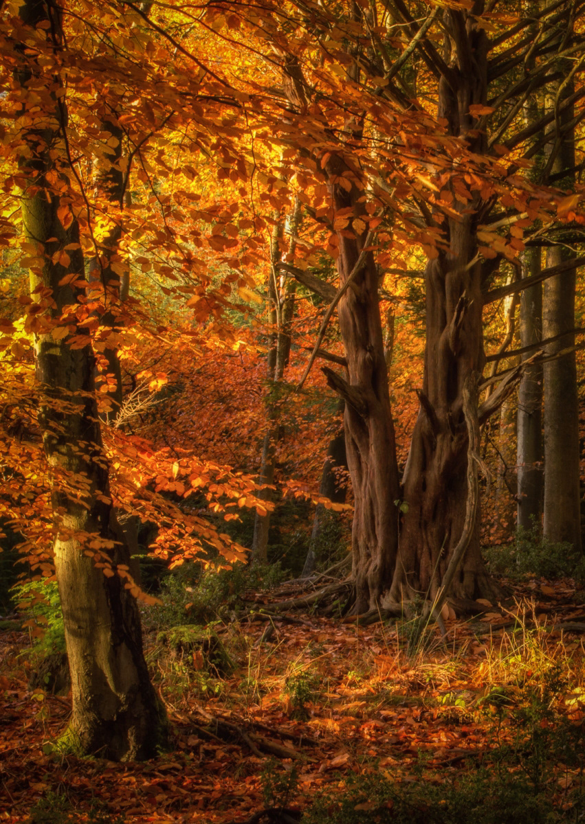 Forest Fire by Stuart Burch