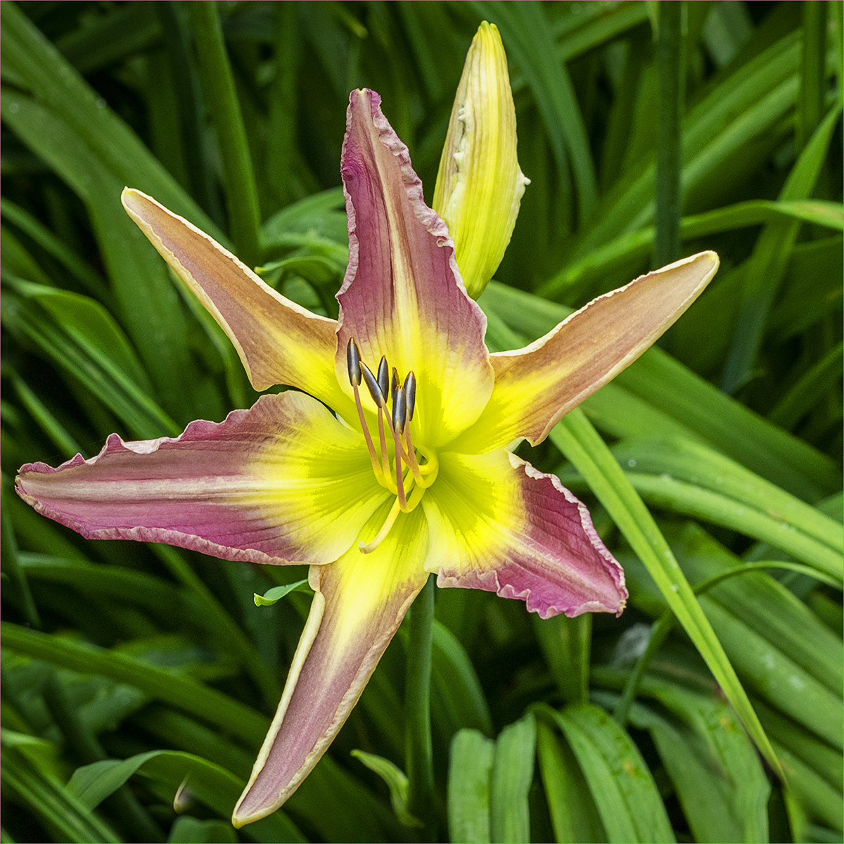 HELD BACK  Lilly In Bloom by Bob Ede