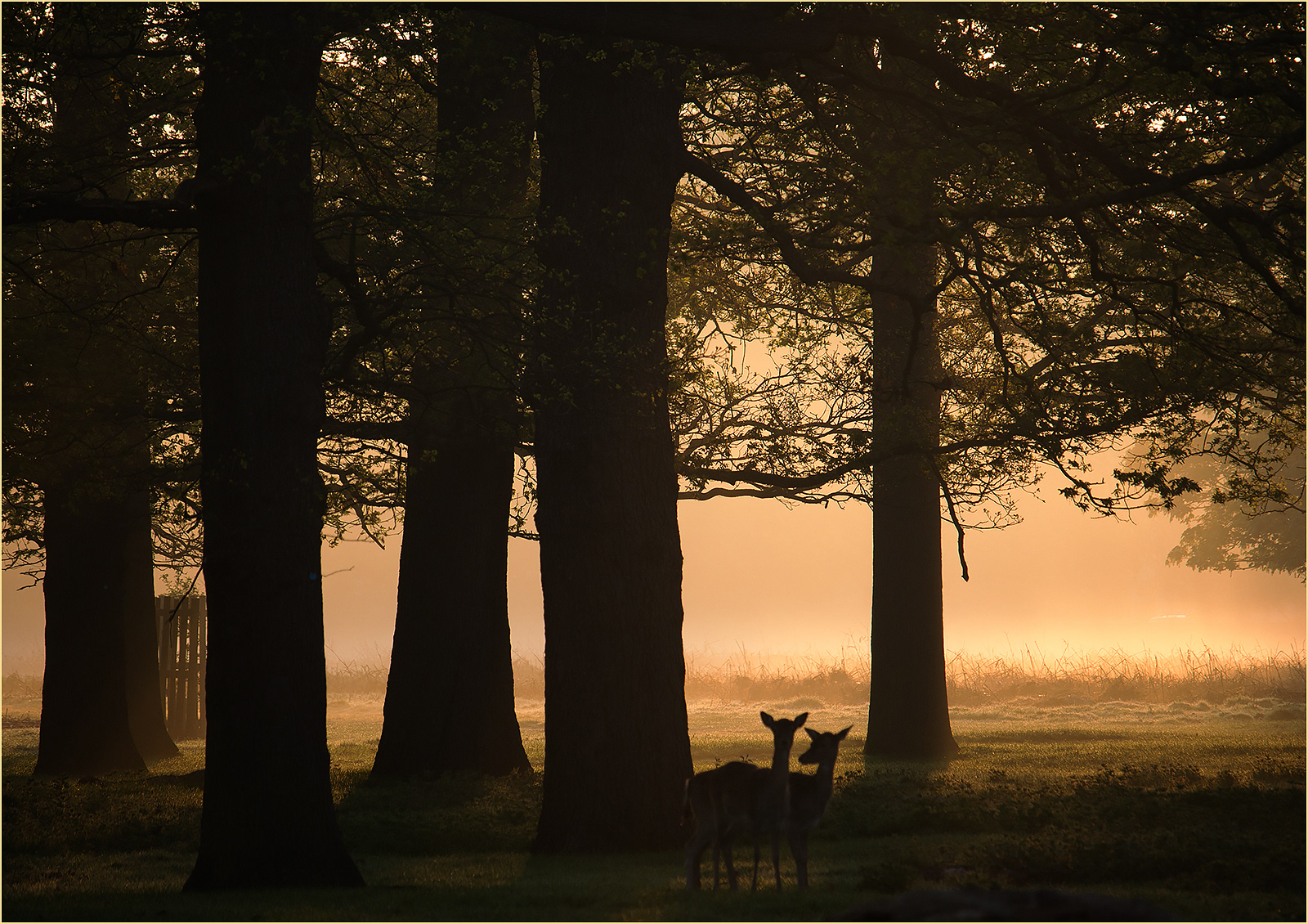 Deer at dawn by Catherine Allum