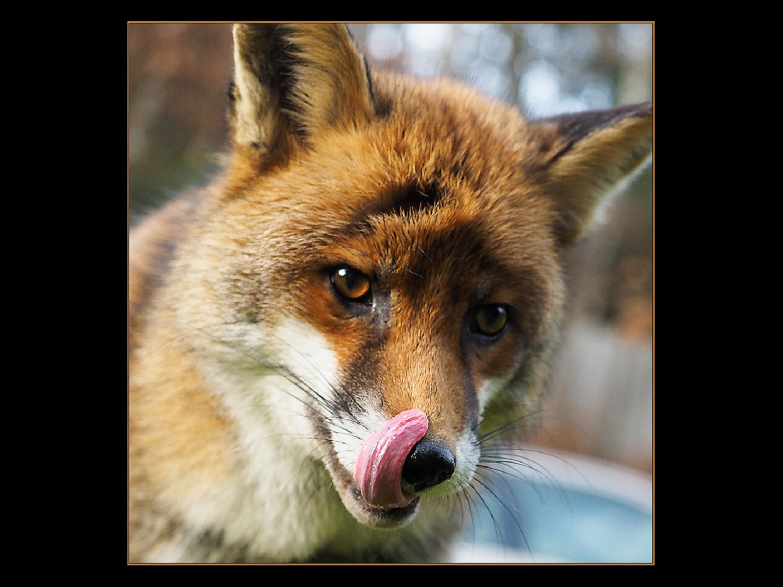 Red Fox - Anticipation by David Harford LRPS