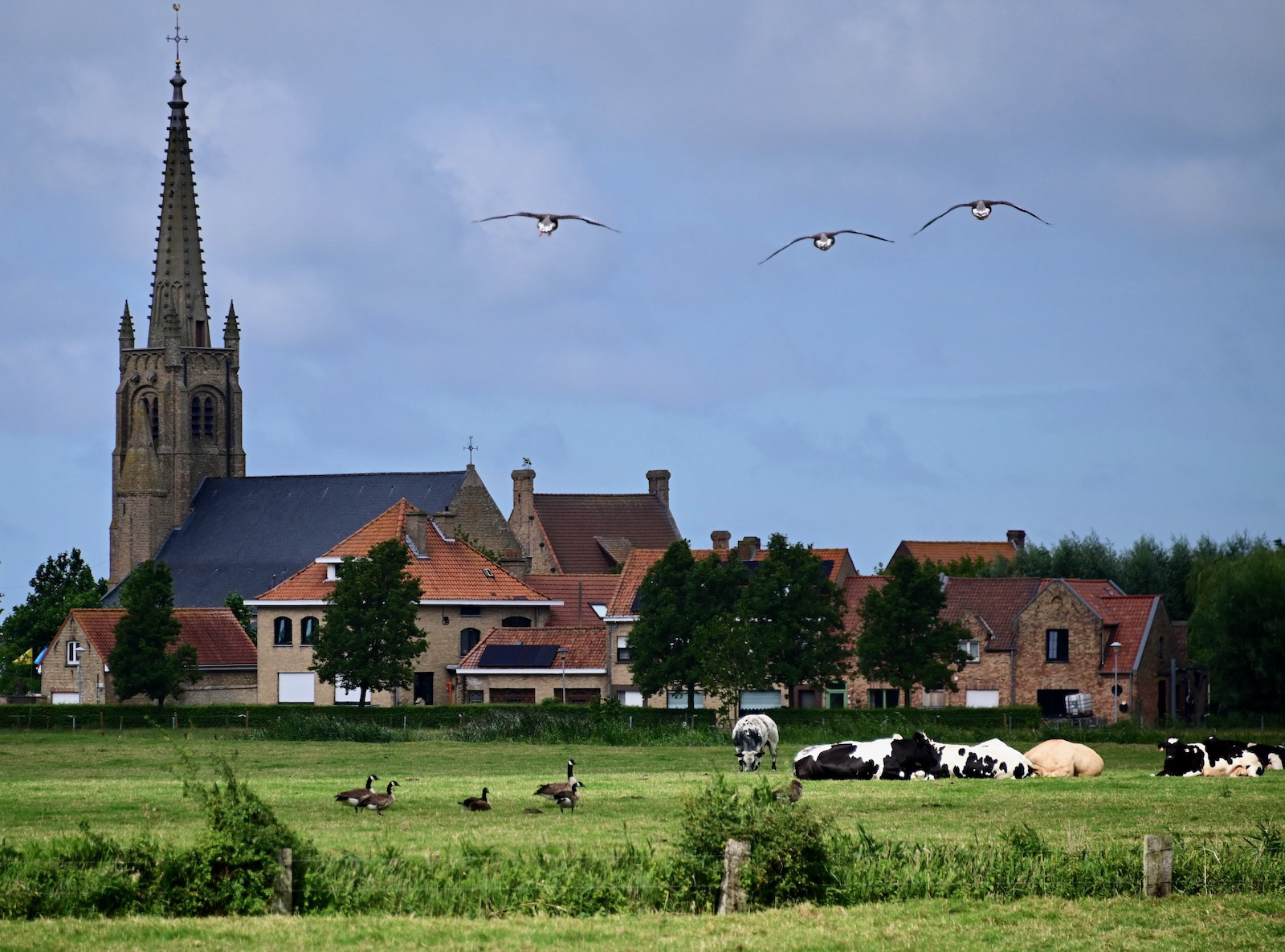 Larks over Flanders fields today by Helen Cowie