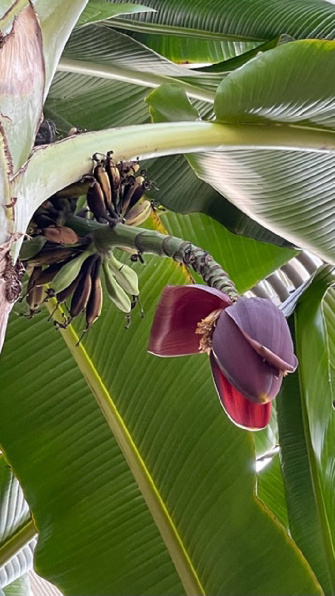 Bananadrama by Allan Dimmer