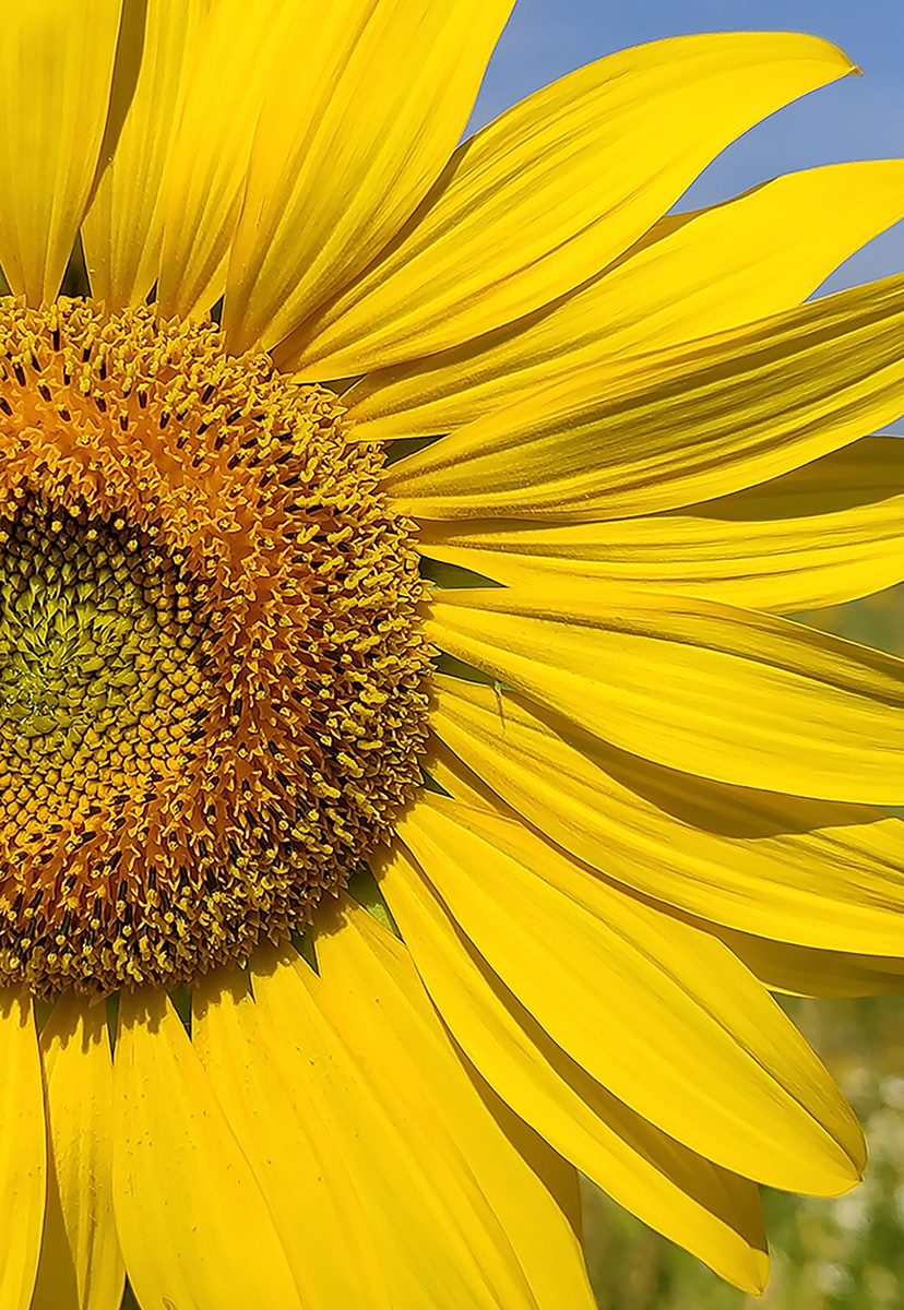 Sunflower by Catherine Allum