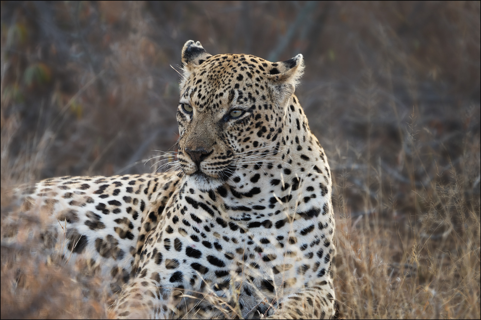 SCORE 9 Resting Leopard - David Hindley