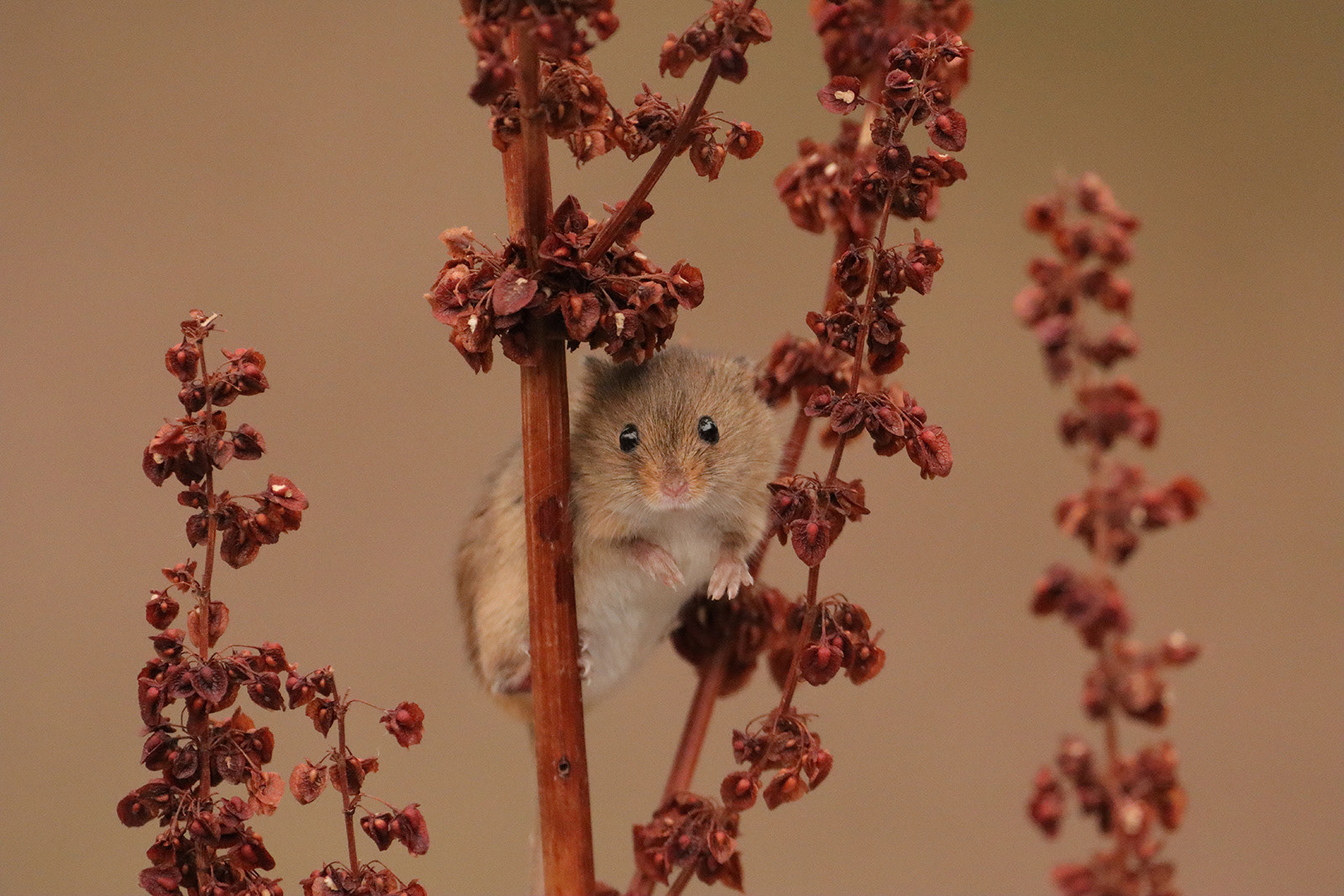 Peek-a-Boo by Helen Bannan