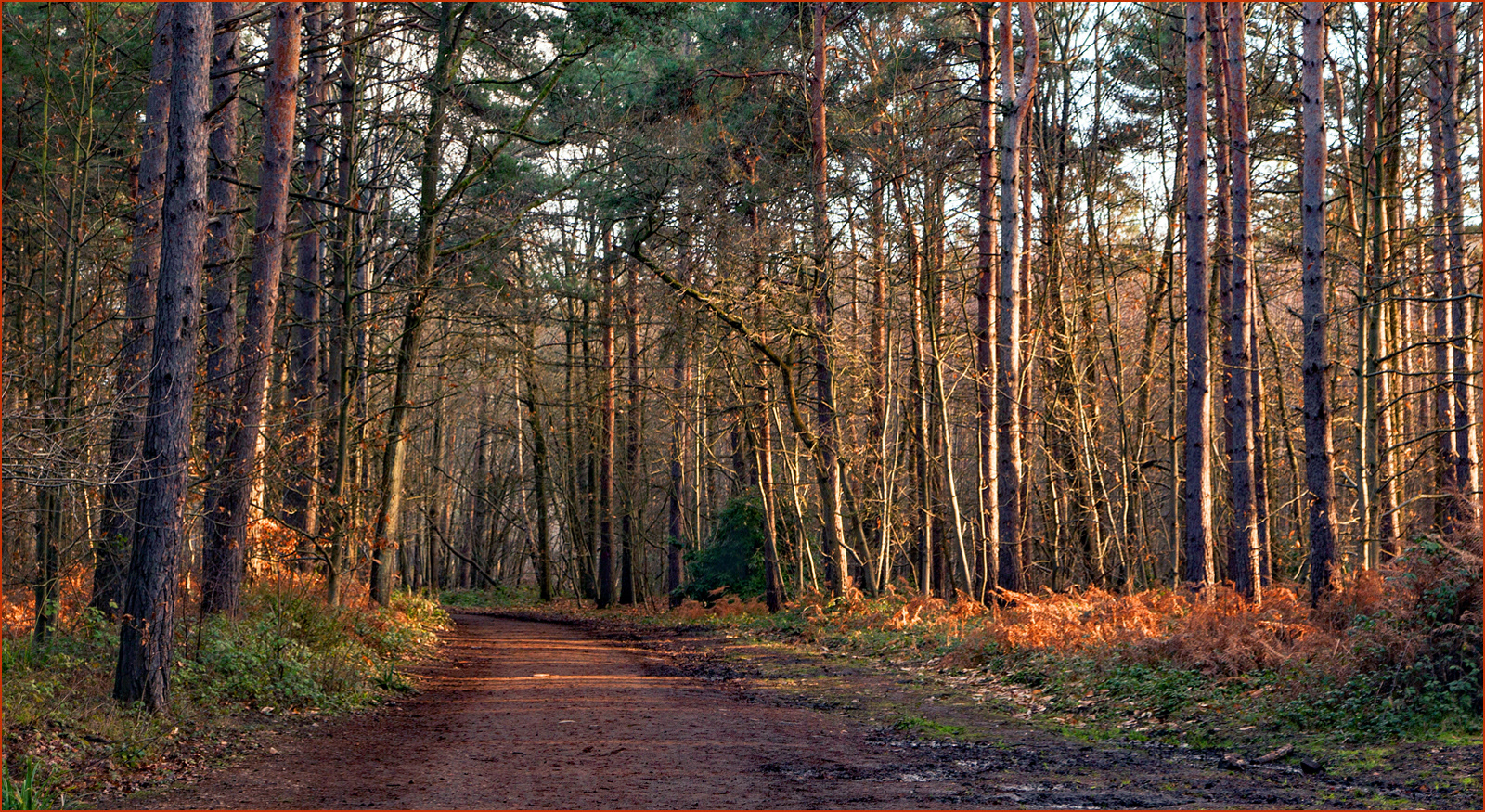 Angela Stockbridge LRPS_Golden Glow Esher Common Woodlands